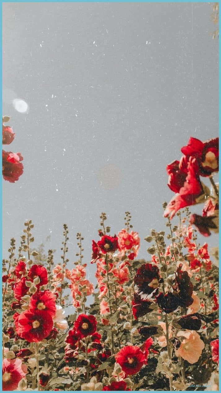 Cute Aesthetic Flower 桌布 壁紙 — 鮮豔的紅色和粉紅色蜀葵在柔和的灰色天空下綻放，帶有復古底片顆粒和鏡頭光暈。