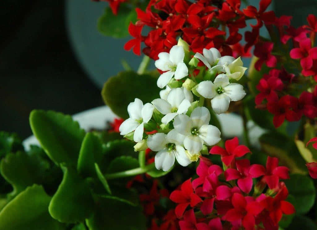 White Flowers 桌布 壁紙 — 鮮豔的紅色和純淨的白色長壽花在茂密的綠葉中綻放，特寫植物攝影。