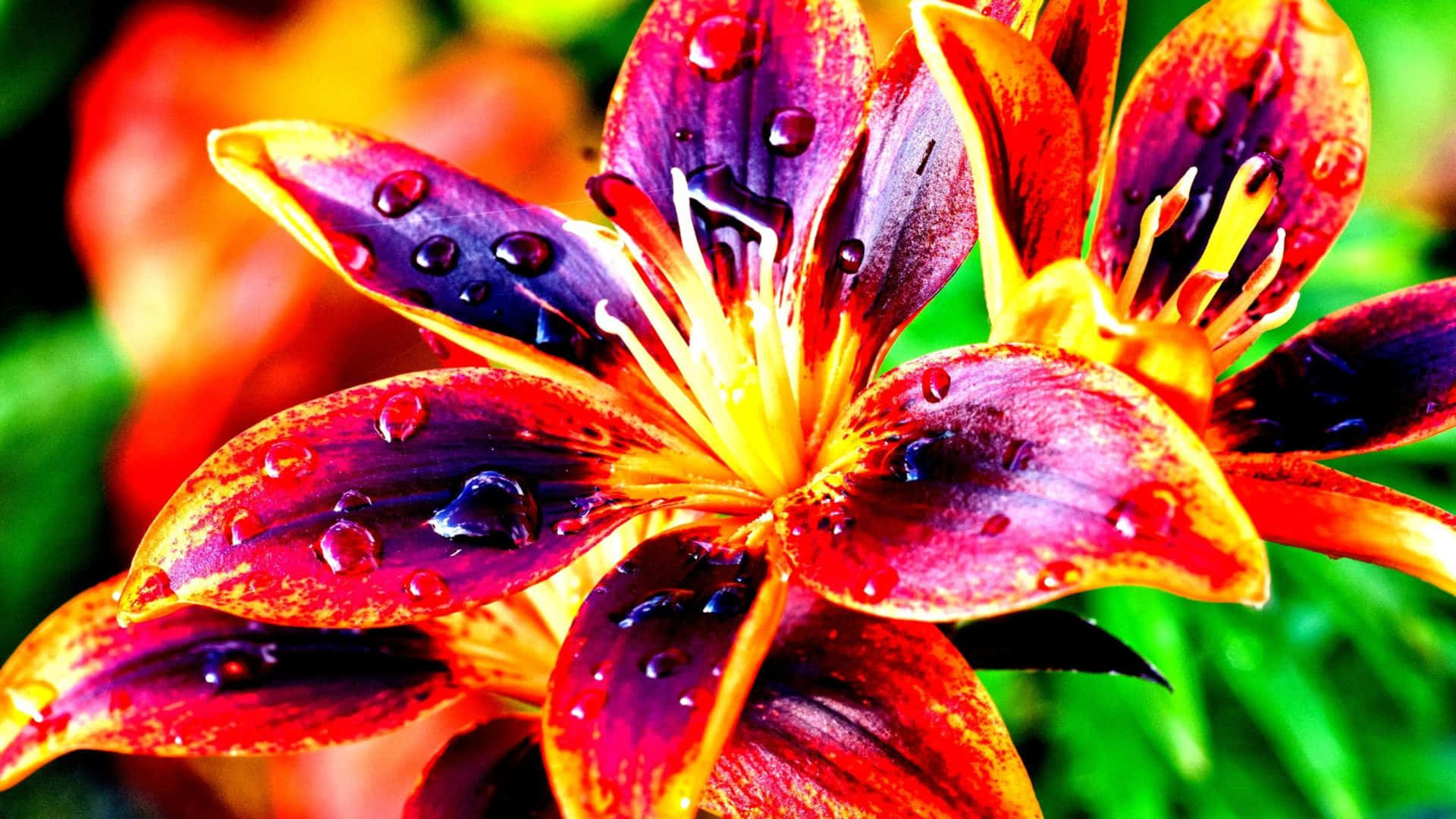 Contrast 桌布 壁紙 — 鮮豔的紅色和紫色百合花瓣在柔和的綠色模糊背景上閃爍著露珠。