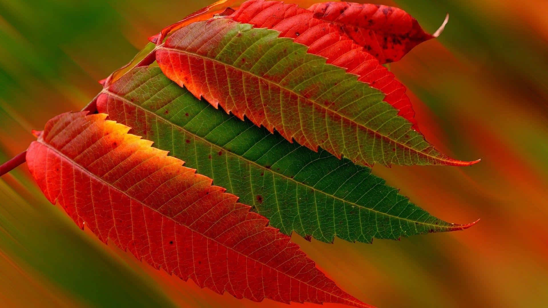 紅色動圖 桌布 壁紙 — 鮮豔的紅色和綠色葉子，帶有細緻的葉脈，在模糊的秋日背景下發光。
