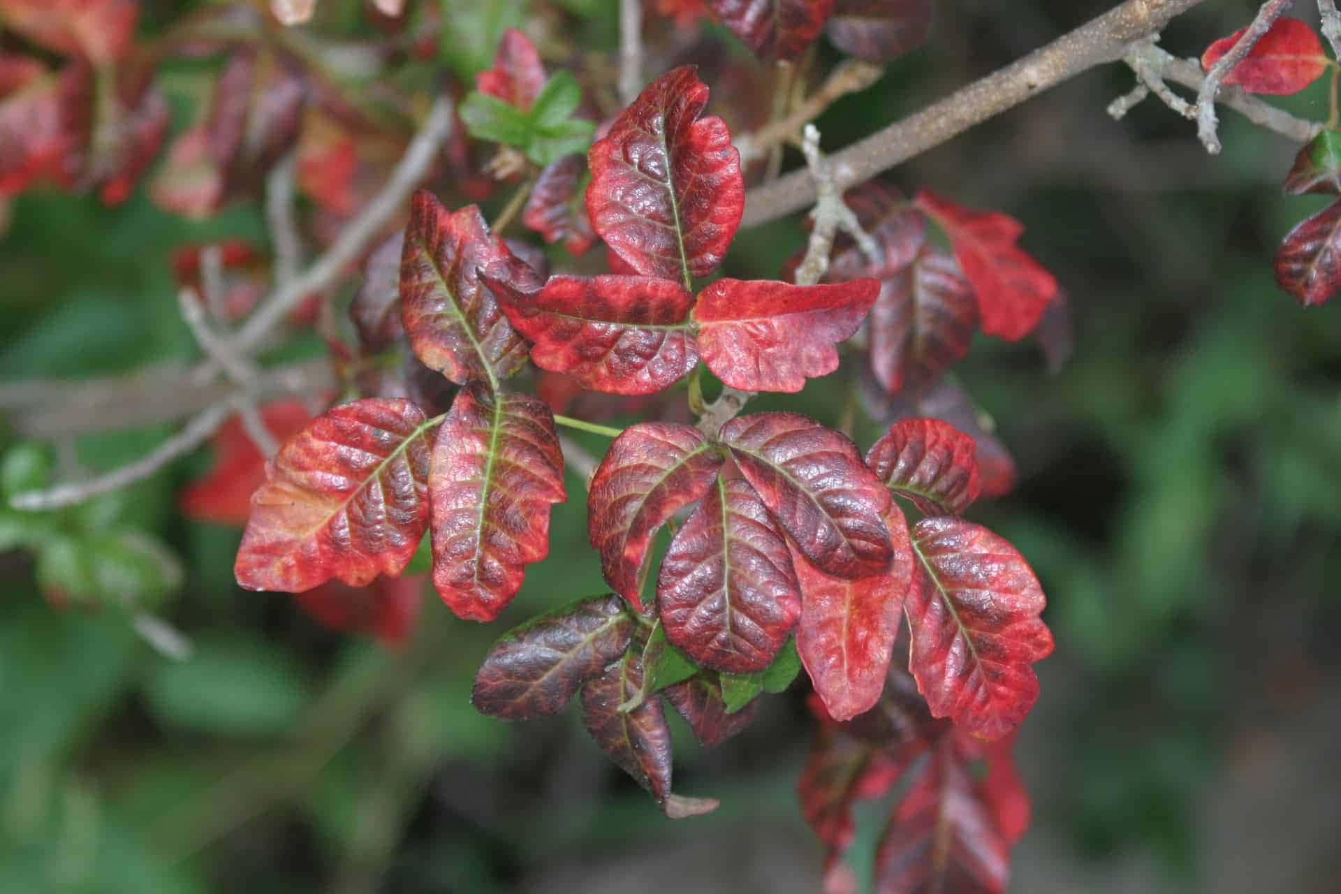 Poison Oak 桌布 壁紙 — 鮮豔的紅色和綠色葉子簇擁在樹枝上，背景是柔和模糊的樹葉。