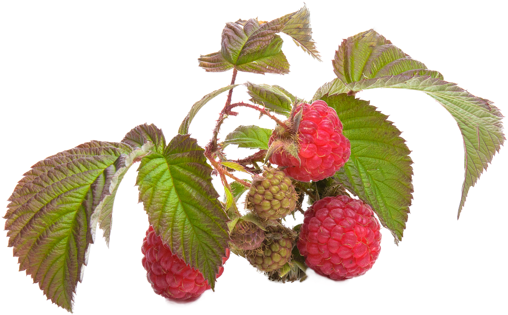 Raspberries 桌布 壁紙 — 鮮豔的紅色和綠色覆盆子簇生在莖上，帶有詳細的葉子，背景為純黑色。