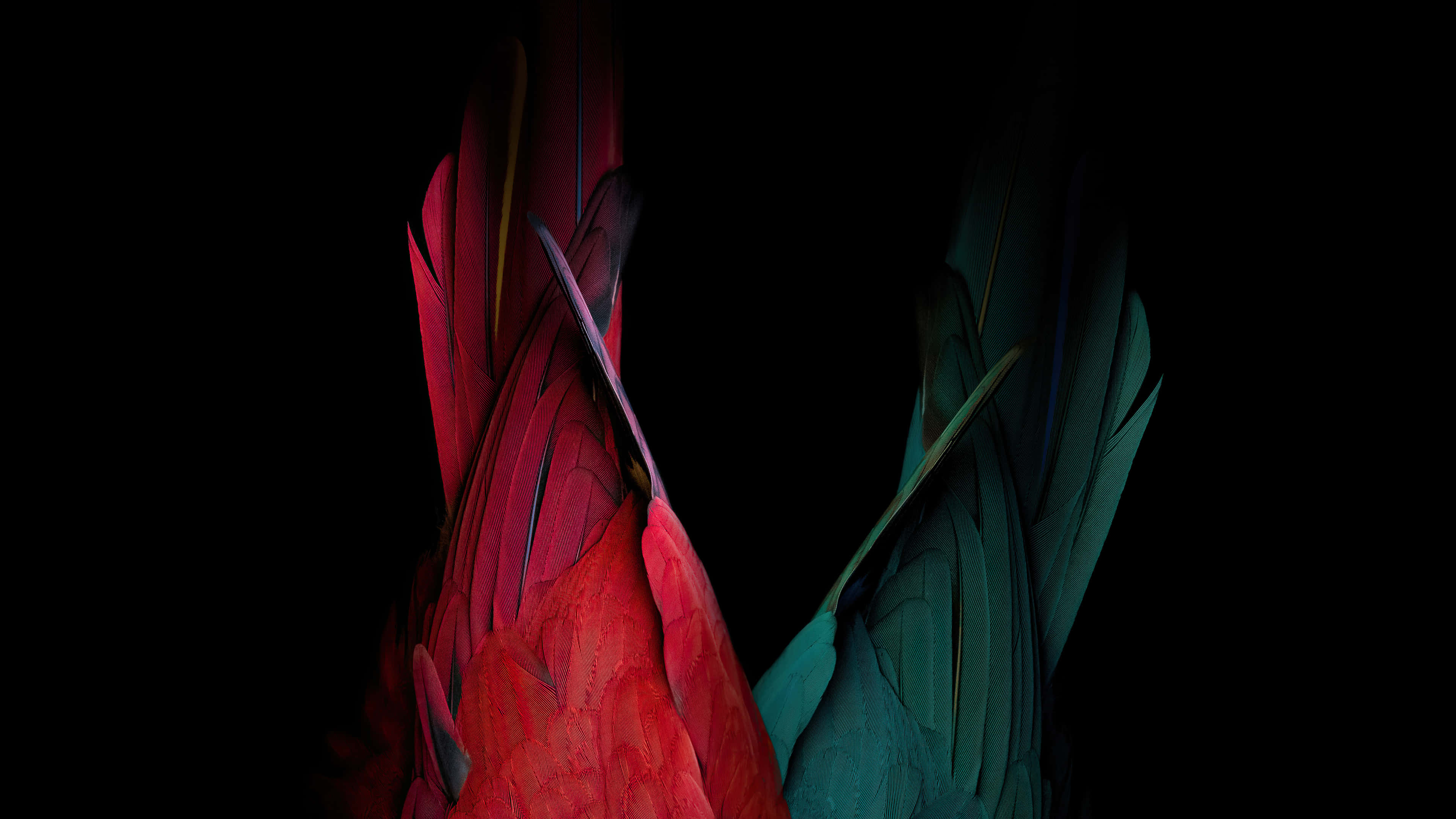 4K Oled 桌布 壁紙 — 鮮豔的紅色和藍綠色鸚鵡羽毛在純黑色背景下形成強烈對比。