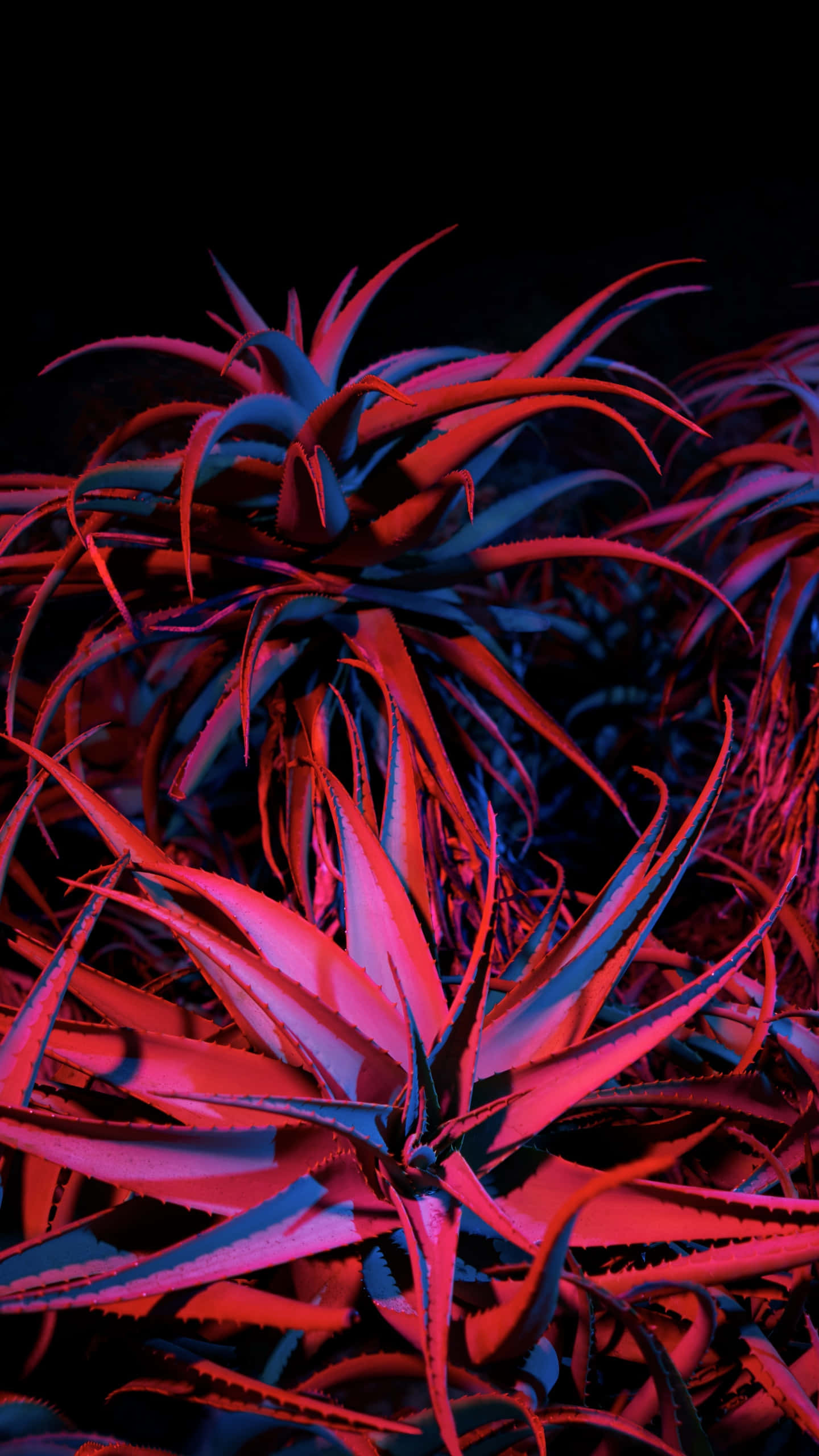succulent 桌布 壁紙 — 鮮豔的紅色和藍色霓虹燈照亮了尖刺的多肉植物，背景是漆黑的。