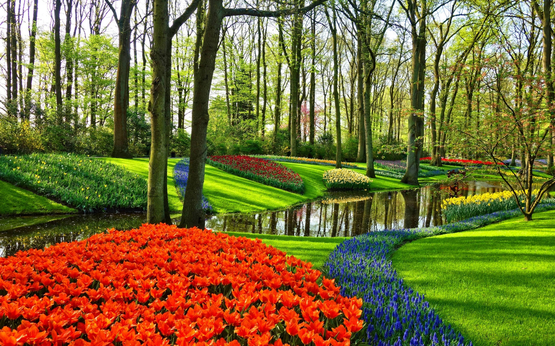 Netherlands 桌布 壁紙 — 鮮豔的紅色和藍色鬱金香花田沿著寧靜的池塘，在高大的樹木環繞下，於春天盛開成蜿蜒的曲線。