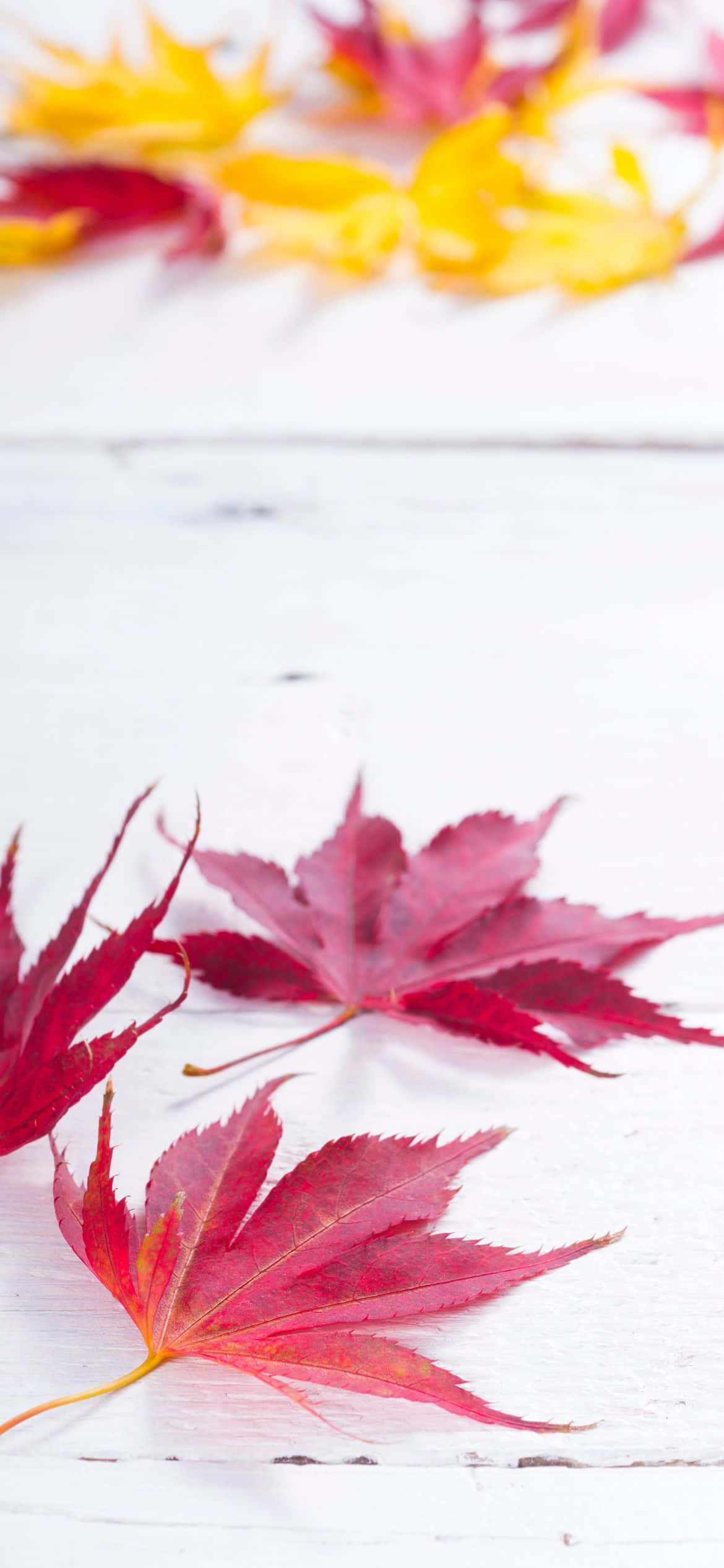 Best Fall 桌布 壁紙 — 鮮豔的紅色和黃色楓葉在柔和自然光線下，靜置於白色木質表面上。