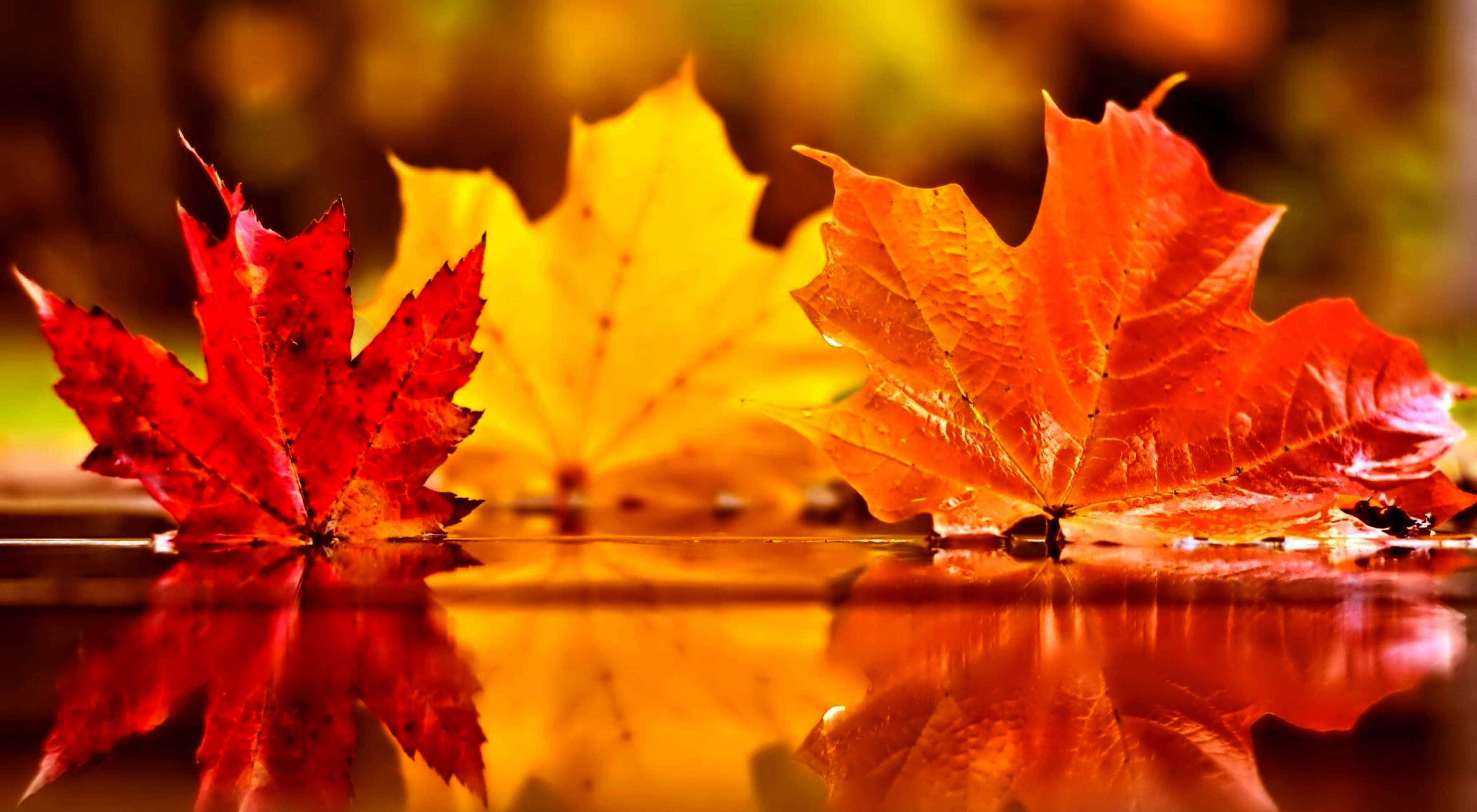 Fall 桌布 壁紙 — 鮮豔的紅色和黃色楓葉漂浮在平靜的水面上，帶有生動的倒影和柔和模糊的背景。