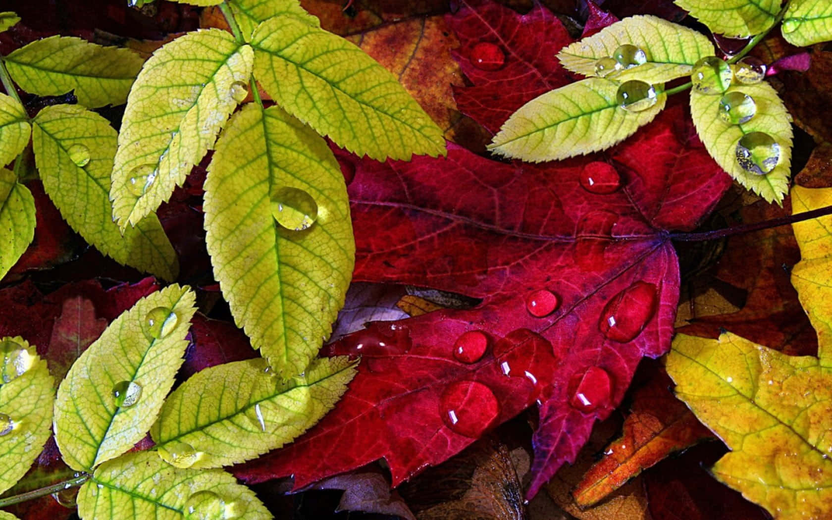 Fall Dew 桌布 壁紙 — 鮮豔的紅色和黃色秋葉漂浮在水面上，閃爍的露珠捕捉光線。