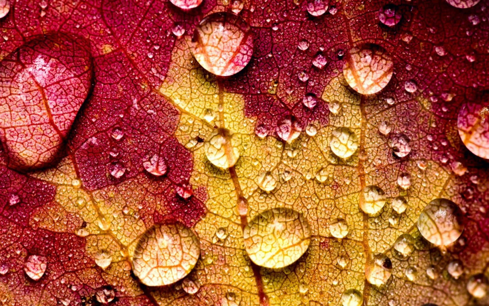 Fall Dew 桌布 壁紙 — 鮮豔的紅色和黃色秋葉特寫，帶有閃閃發光的水滴反射光線。