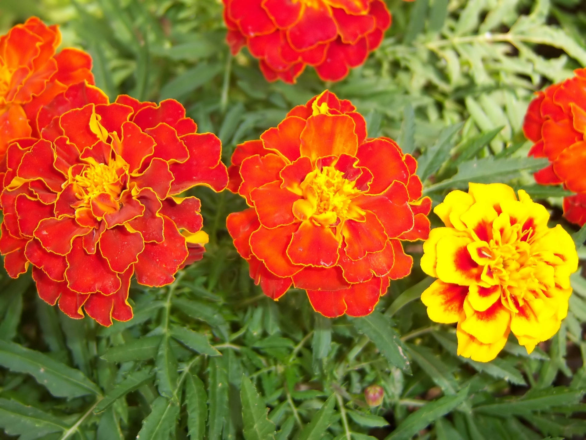 Marigold 桌布 壁紙 — 鮮豔的紅色和黃色萬壽菊在陽光普照的花壇中，在茂密的綠葉間盛開。