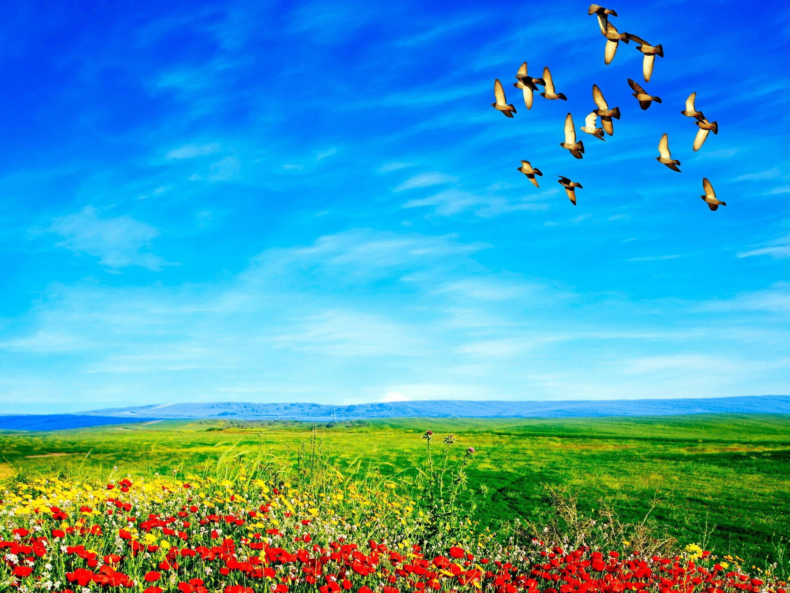 birds 桌布 壁紙 — 鮮豔的紅色和黃色野花在陽光明媚的綠色草地上盛開，頭頂上明亮的藍天下，一群鳥兒翱翔而過。