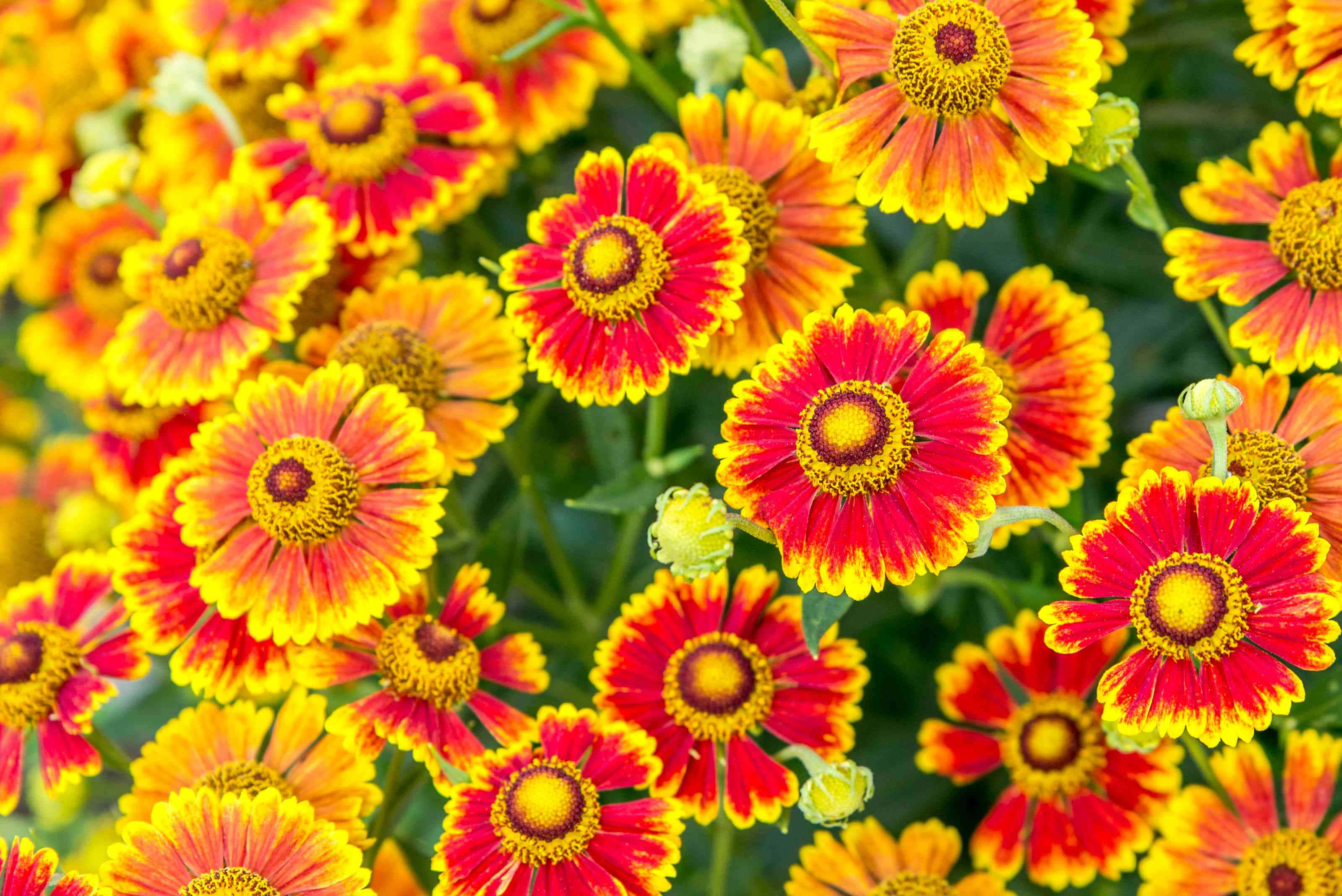 Blooming Flowers 桌布 壁紙 — 鮮豔的紅色和黃色雛菊在明亮的日光下，在柔和的綠色背景上密集綻放。