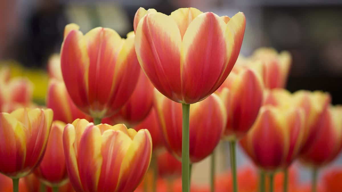 Best Flowers 桌布 壁紙 — 鮮豔的紅色和黃色鬱金香在柔焦中綻放，其中一朵花清晰細緻地高高聳立。