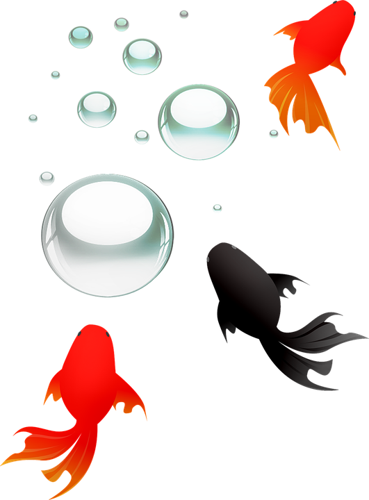 koi 桌布 壁紙 — 鮮豔的紅色和黑色金魚在純黑色背景下優雅地游動於半透明氣泡之間。