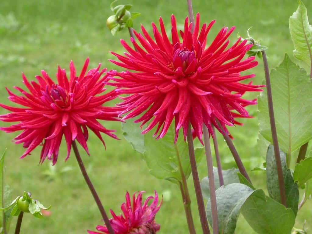 Dahlia 桌布 壁紙 — 鮮豔的紅色大麗花，帶有尖刺花瓣，在柔和的綠色草地背景下盛開。