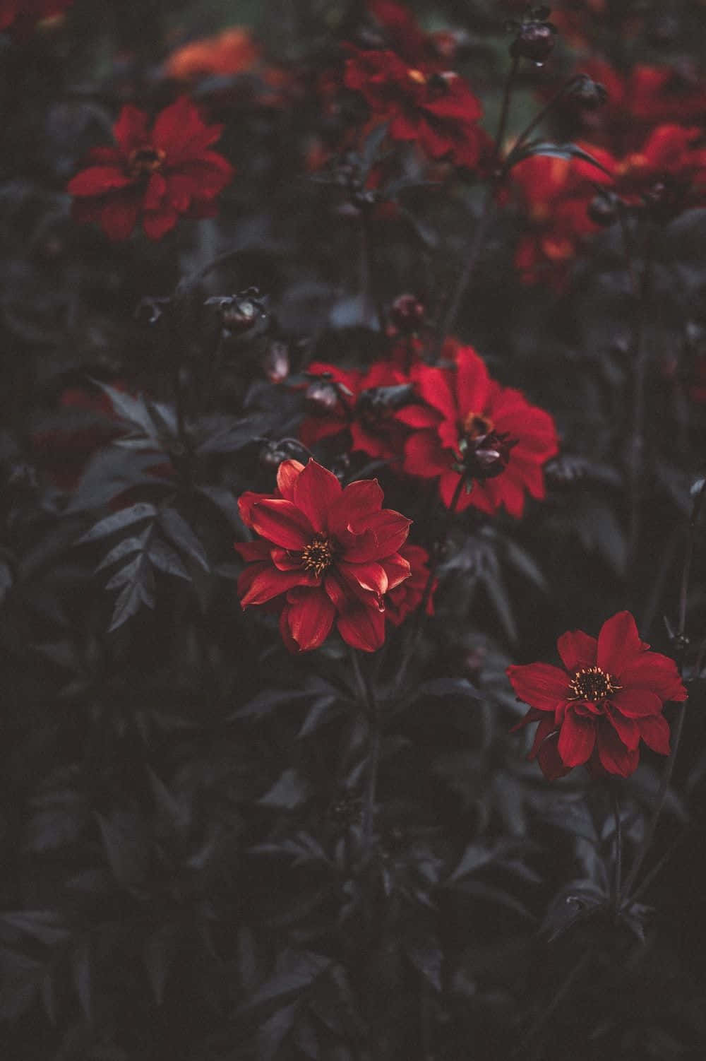 Red Rose Aesthetic 桌布 壁紙 — 鮮豔的紅色大麗花在深色陰影葉子的背景下盛開，營造出陰鬱的花園場景。