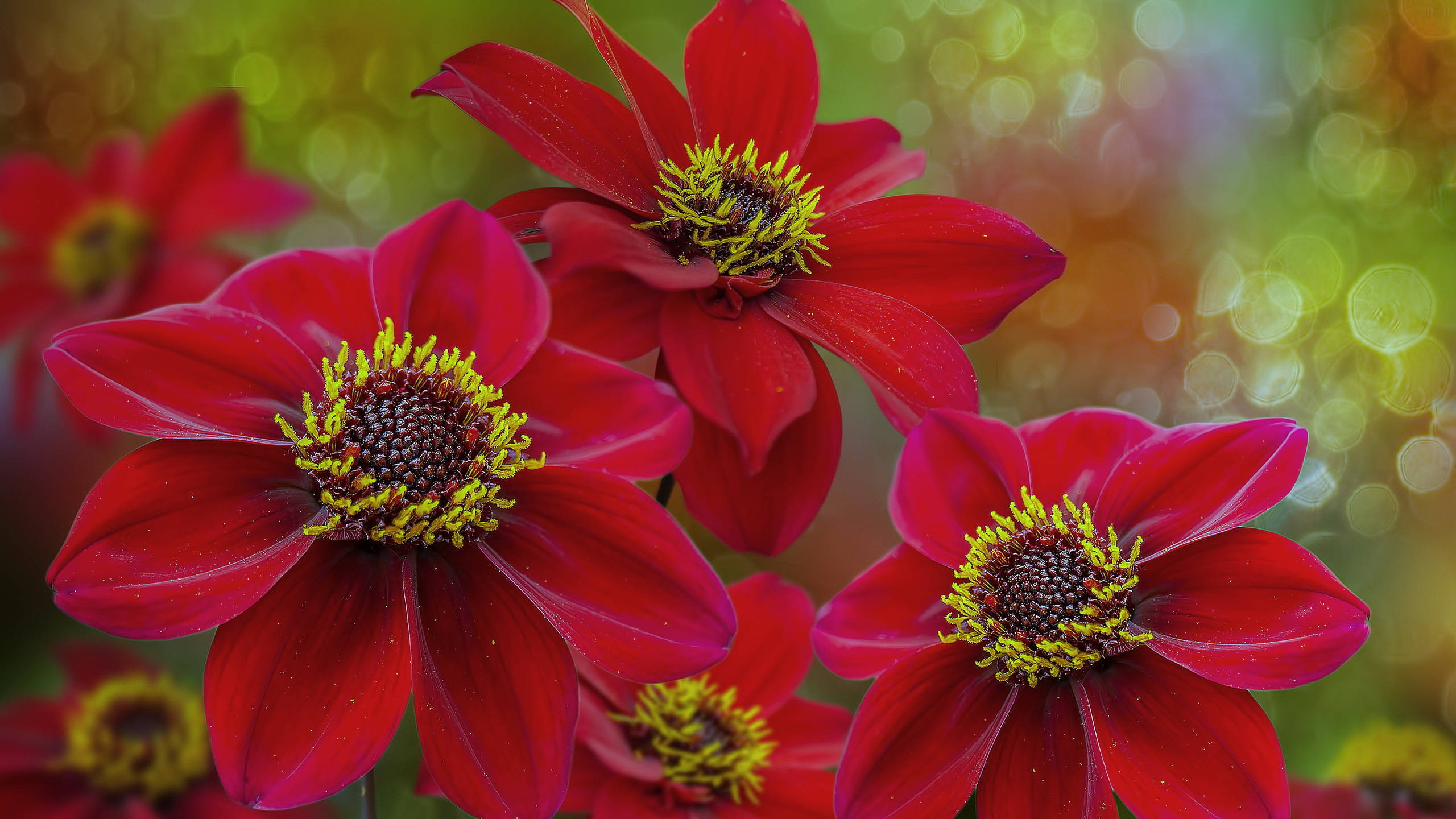 Dahlia 桌布 壁紙 — 鮮豔的紅色大麗花帶有黃色花心，在綠色和金色光線的柔和散景背景下盛開。