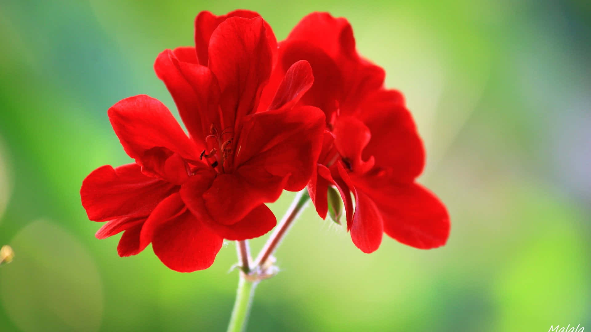 Beautiful Flower 桌布 壁紙 — 鮮豔的紅色天竺葵花朵，花瓣細膩，在柔和的綠色散景背景下脫穎而出。