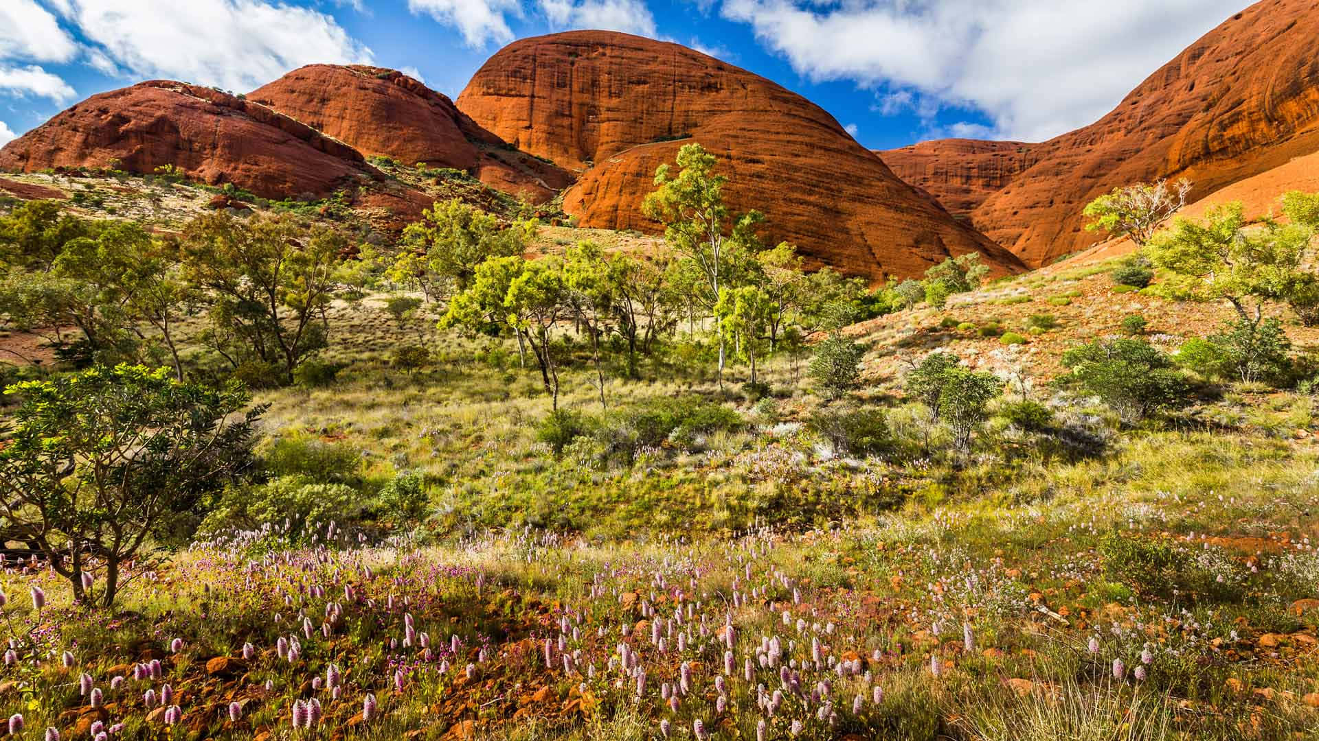 Rock 桌布 壁紙 — 鮮豔的紅色岩層在明亮的藍天下，在一片紫色野花和綠色灌木叢後方雄偉地升起。