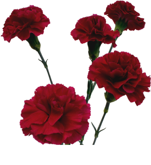 花 桌布 壁紙 — 鮮豔的紅色康乃馨，花瓣層層疊疊，綠色莖稈，在純黑背景下格外突出。