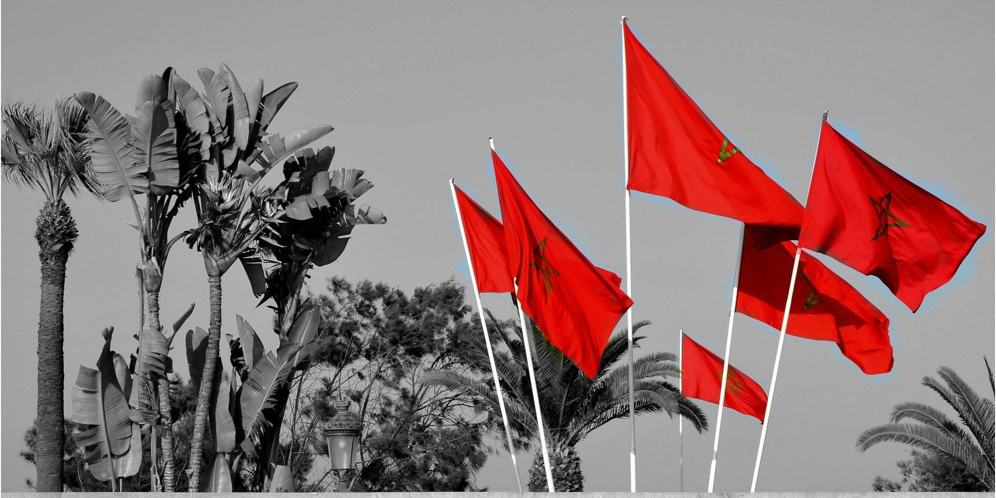 Morocco 桌布 壁紙 — 鮮豔的紅色摩洛哥國旗在棕櫚樹和天空的黑白背景下飄揚。