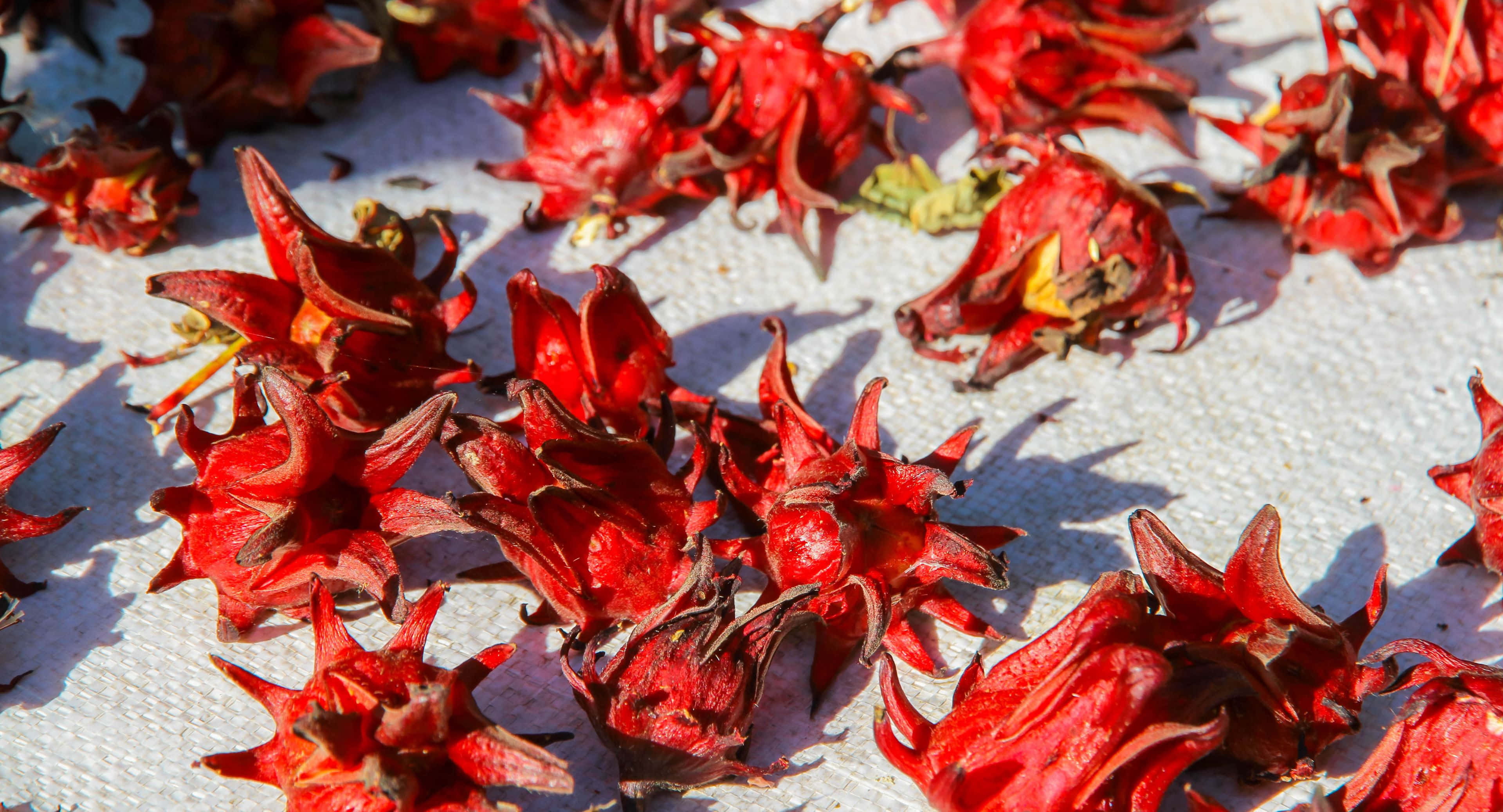 3840x2076 桌布 壁紙 — 鮮豔的紅色木槿花在明亮的陽光下在帶紋理的白色表面上晾乾，投射出清晰的陰影。