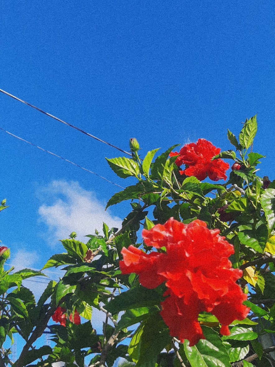 Red Flower Aesthetic 桌布 壁紙 — 鮮豔的紅色木槿花盛開，襯著茂盛的綠葉，背景是清澈的藍天和縷縷白雲。