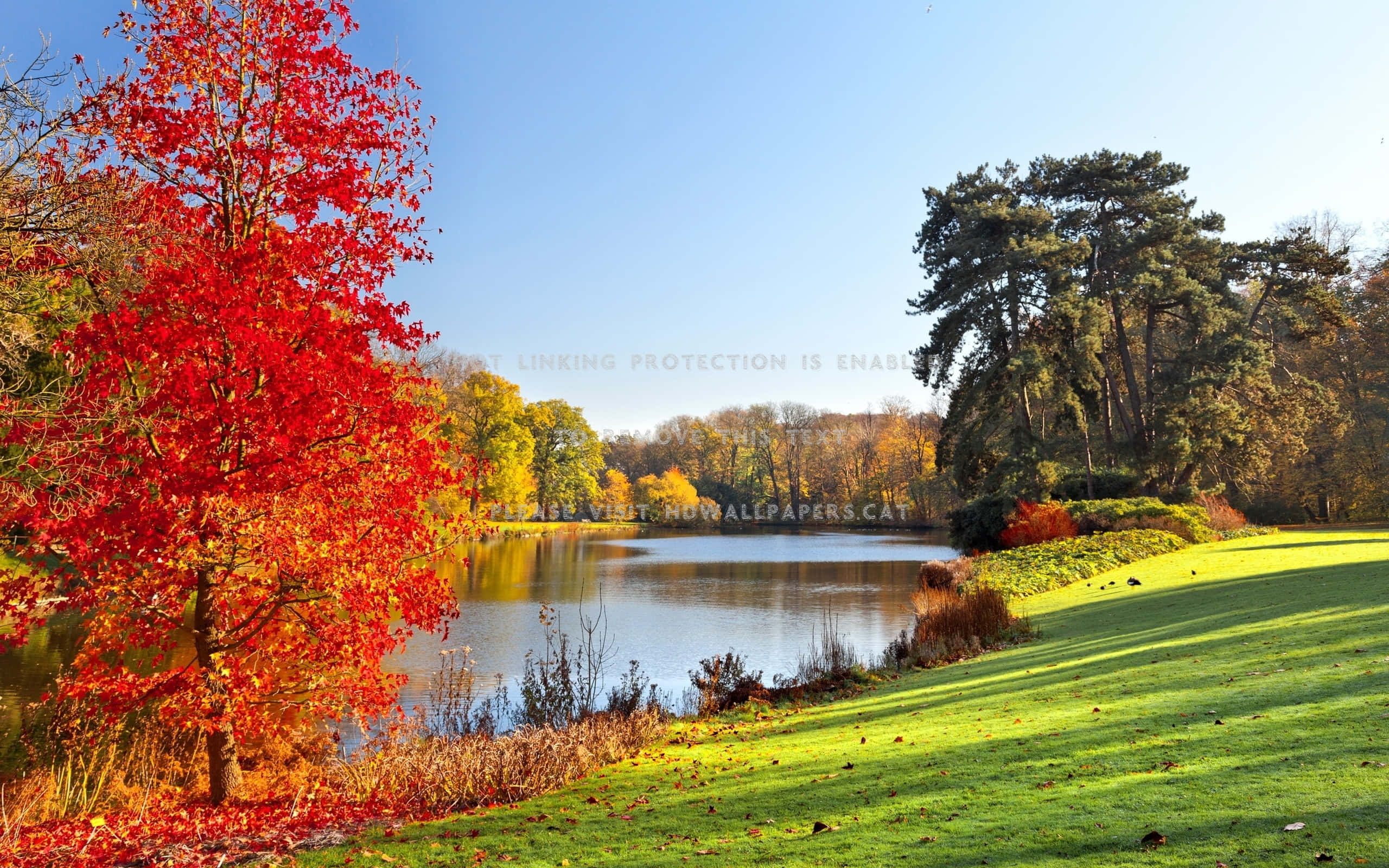 Beautiful View 桌布 壁紙 — 鮮豔的紅色楓樹矗立在寧靜的湖邊，周圍環繞著秋葉，天空清澈湛藍。