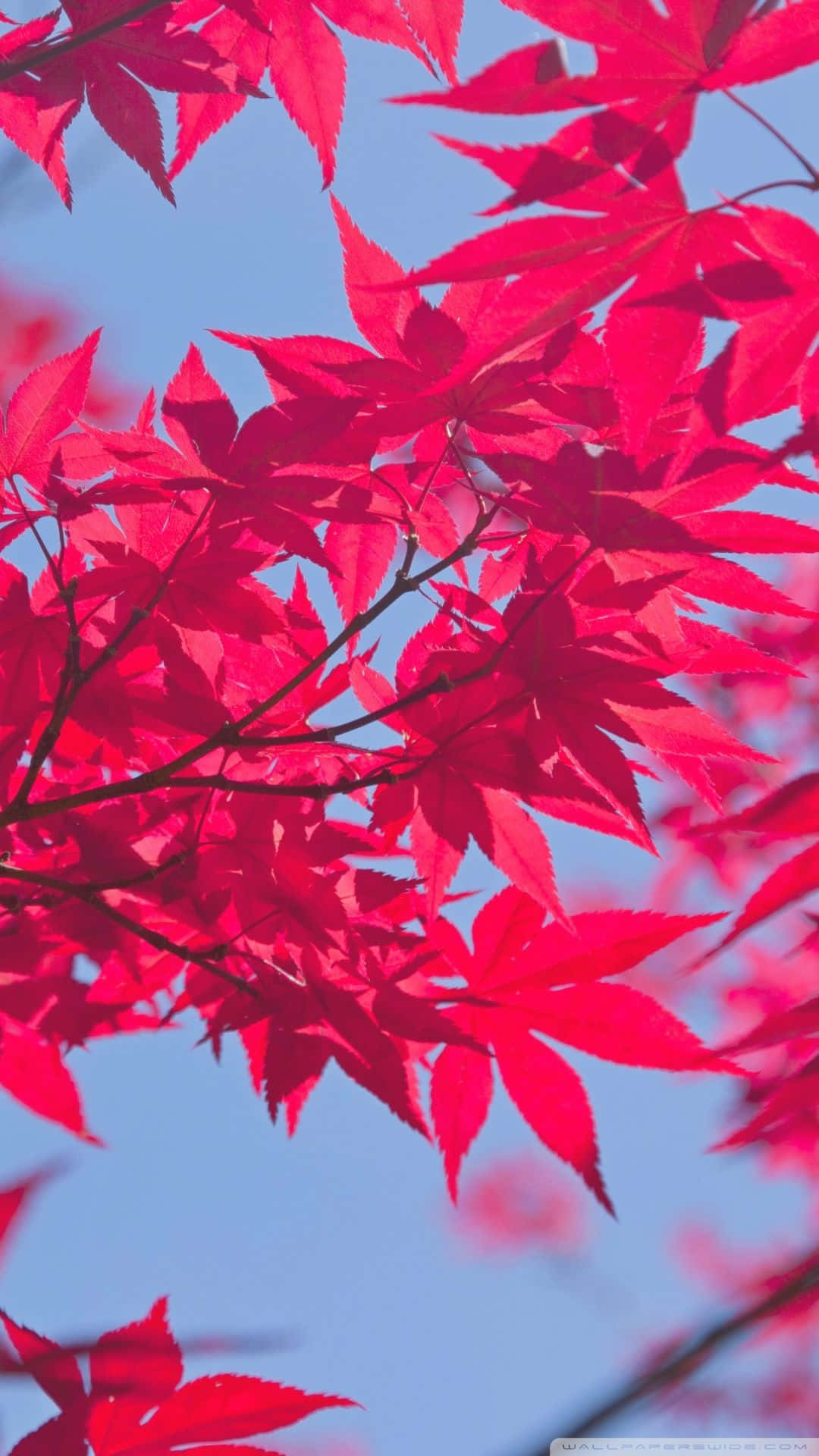 桌布 壁紙 — 鮮豔的紅色楓葉在晴朗的藍天下閃耀，呈現秋季特寫鏡頭。
