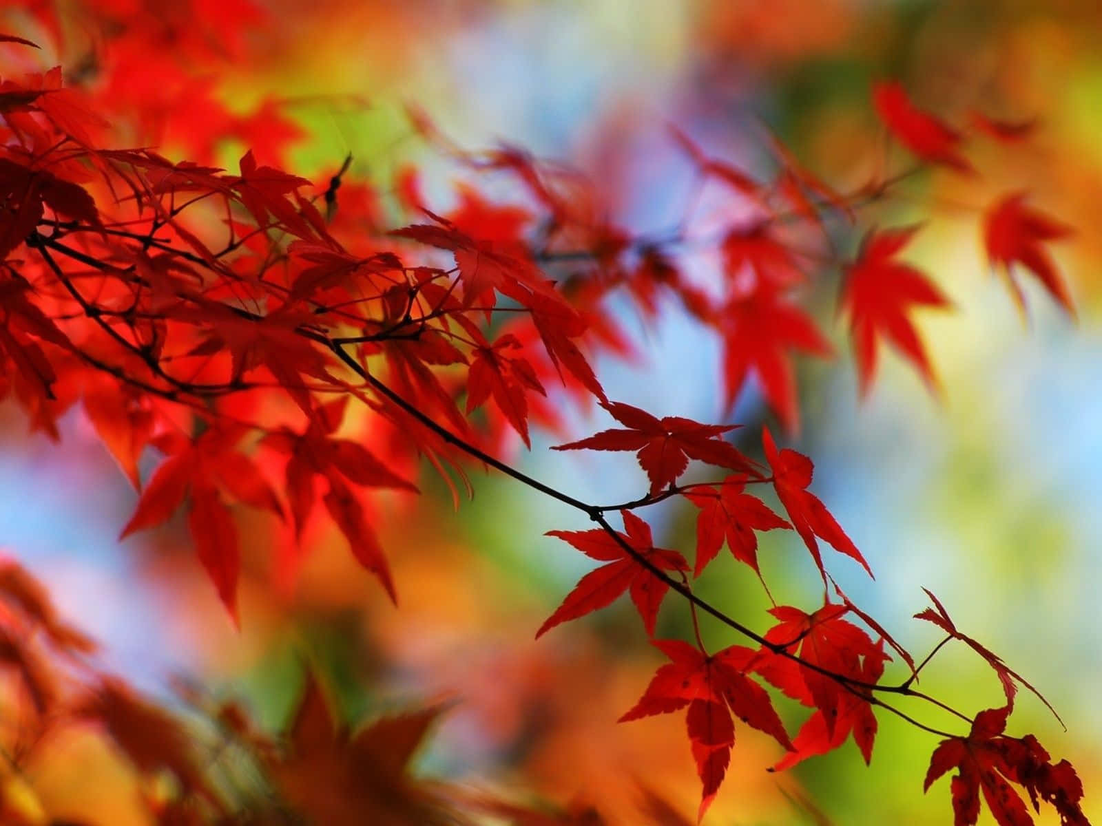 Leaves 桌布 壁紙 — 鮮豔的紅色楓葉在柔和模糊的秋日色調背景中閃耀。