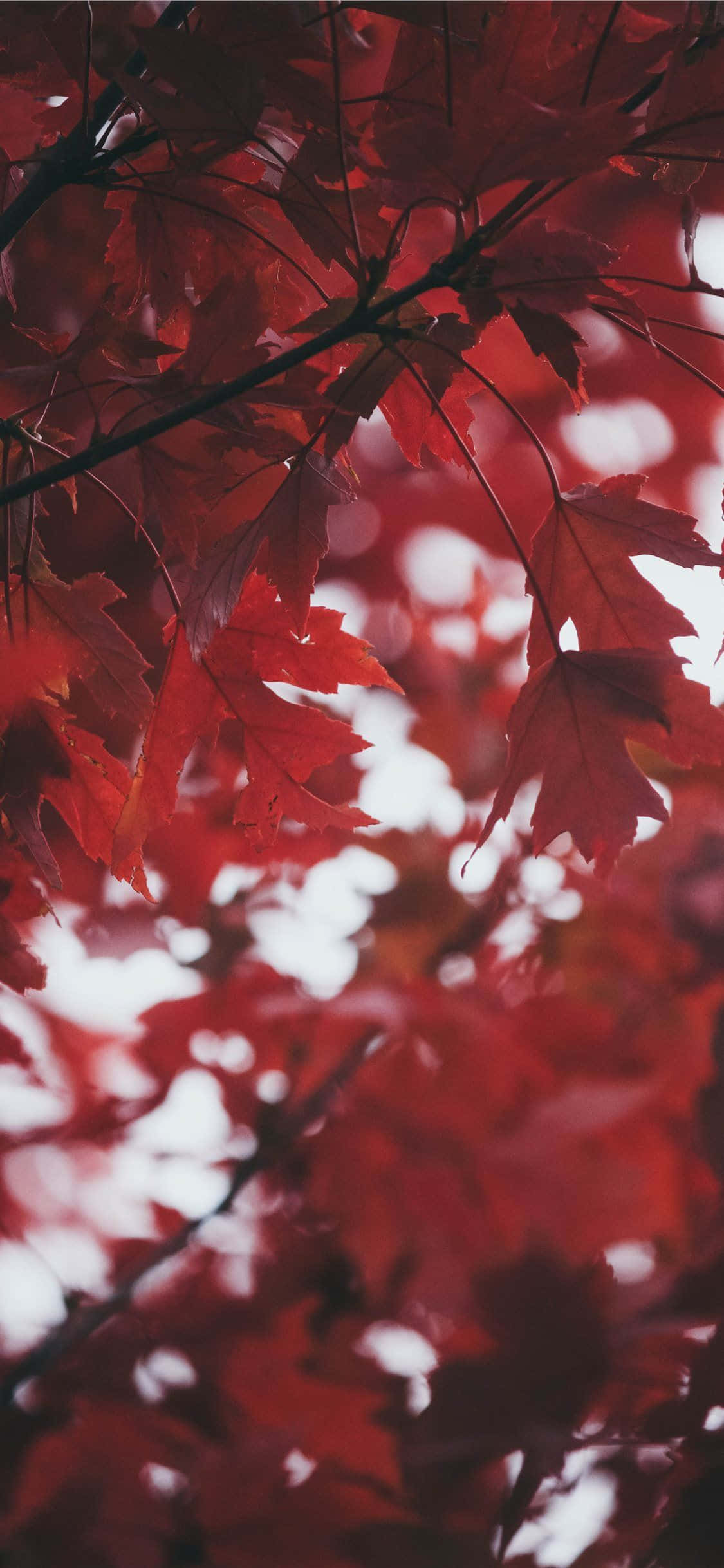 紅色 iPhone 桌布 壁紙 — 鮮豔的紅色楓葉在柔和的白色散景背景上優雅地懸掛，捕捉秋天的奔放之美。