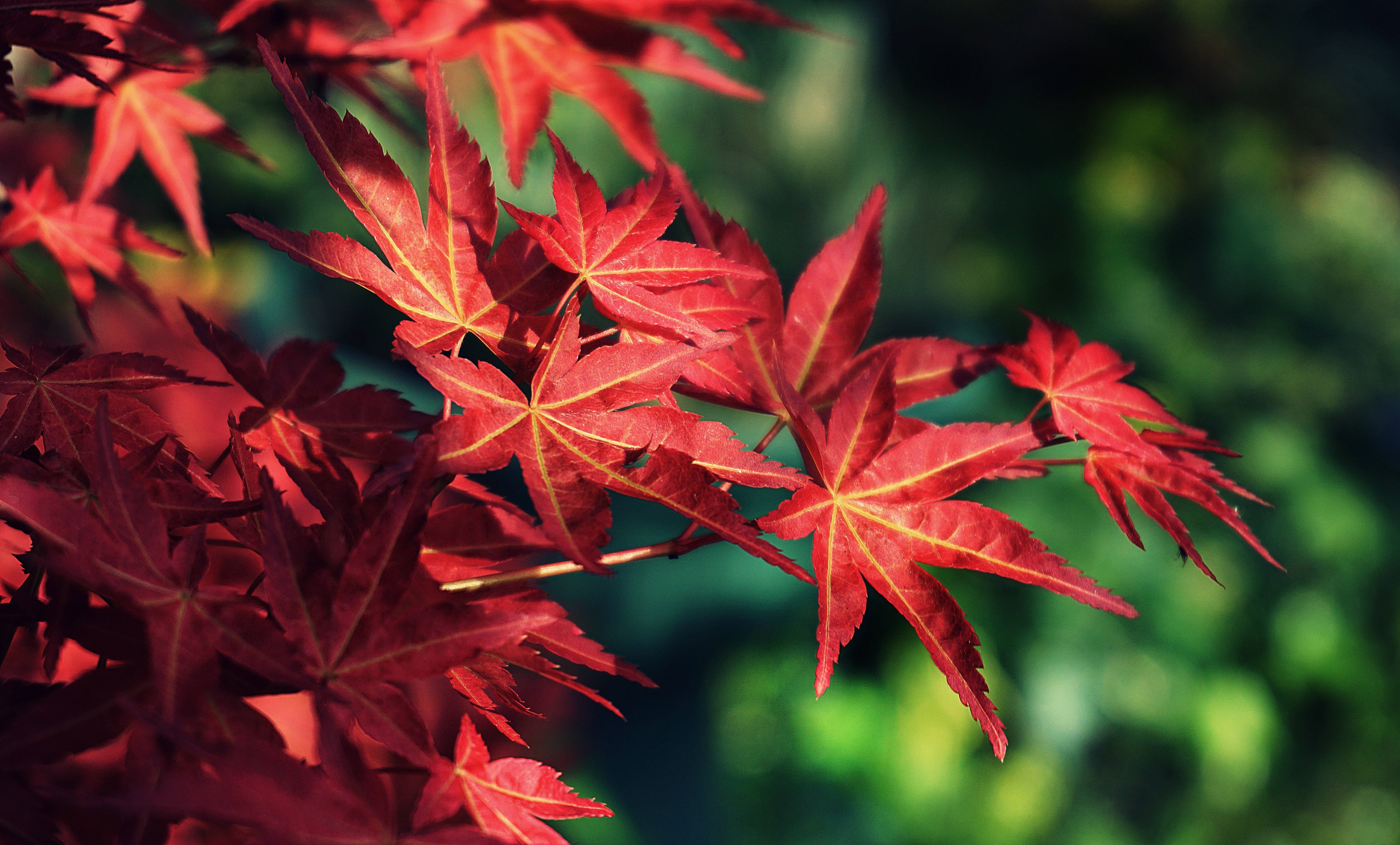 Leaves 桌布 壁紙 — 鮮豔的紅色楓葉在柔和的陽光下閃耀，背景是模糊的綠色森林。
