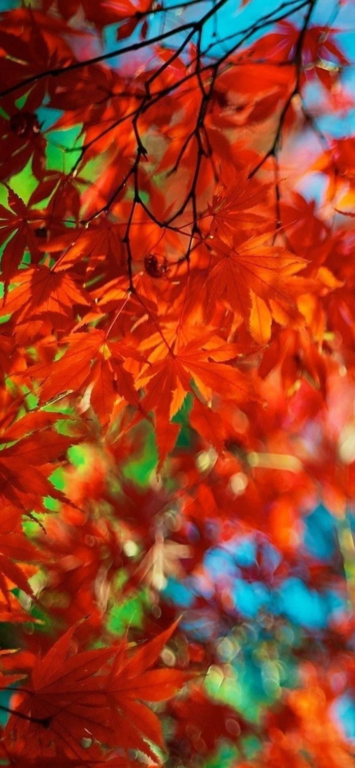 iPhone Xs Max Autumn 桌布 壁紙 — 鮮豔的紅色楓葉在模糊的藍綠色天空和交織的深色樹枝襯托下閃耀。