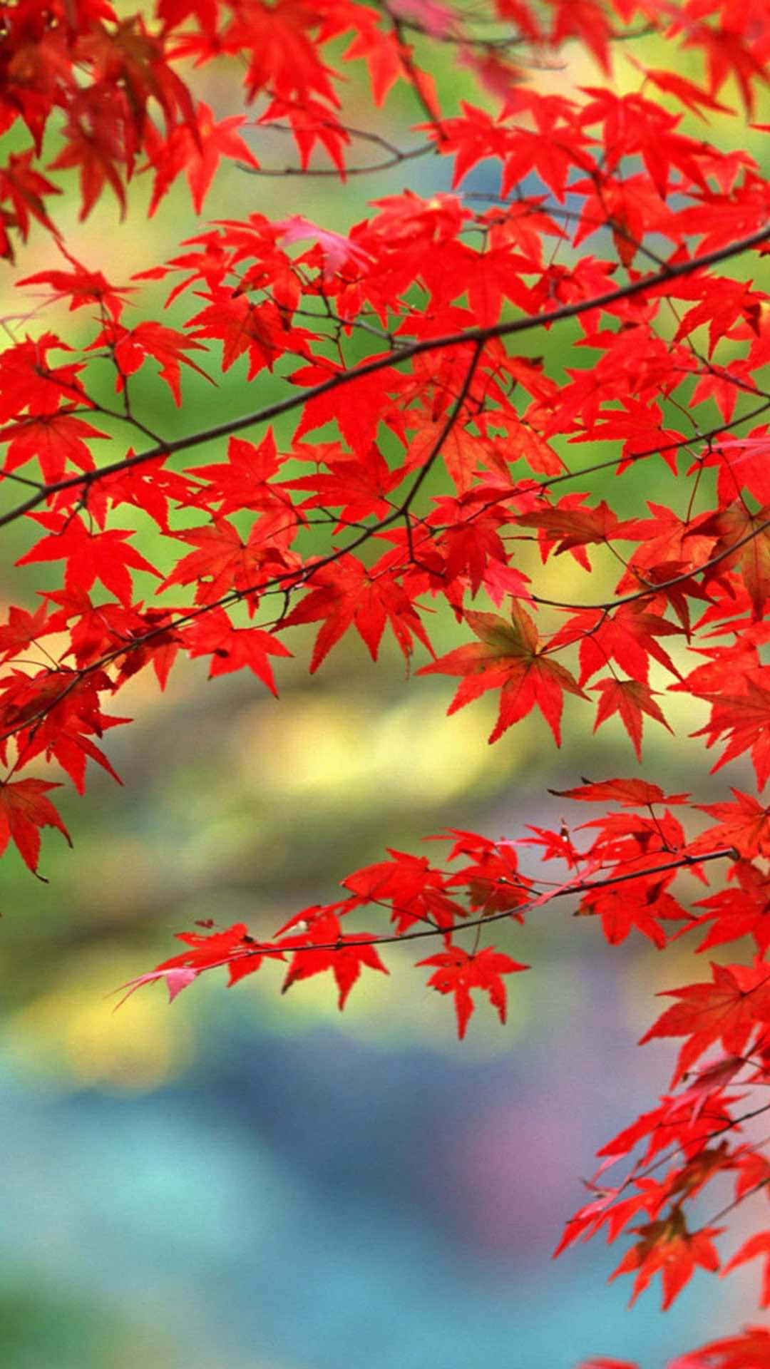 樹木 桌布 壁紙 — 鮮豔的紅色楓葉在樹枝上層疊，背景是柔和的模糊綠色和藍色色調。