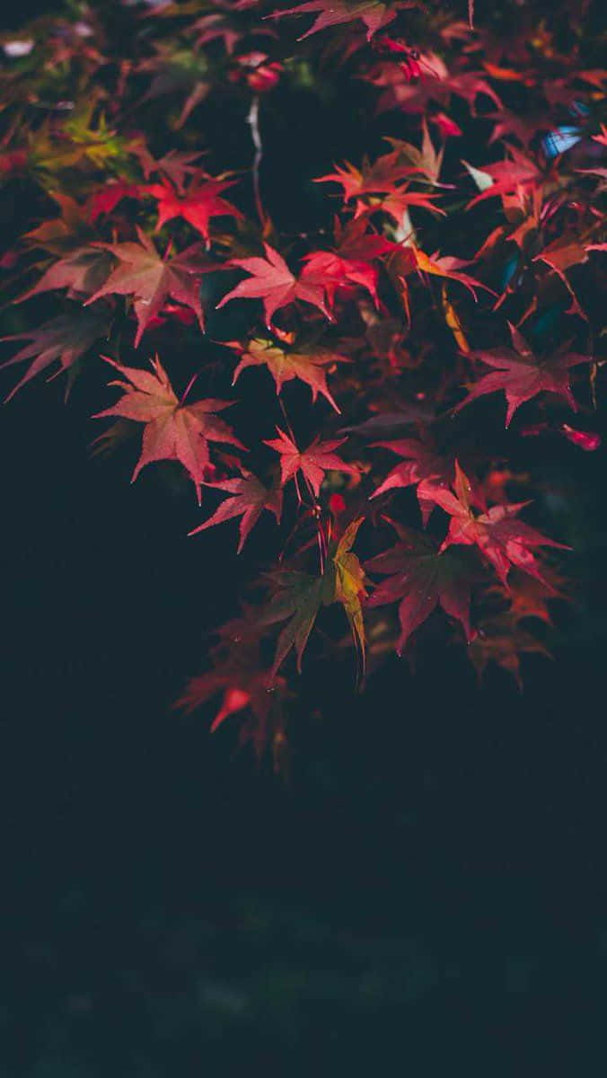 秋季紅色楓葉在深色背景下閃耀的特寫。 — 秋天動圖 壁紙