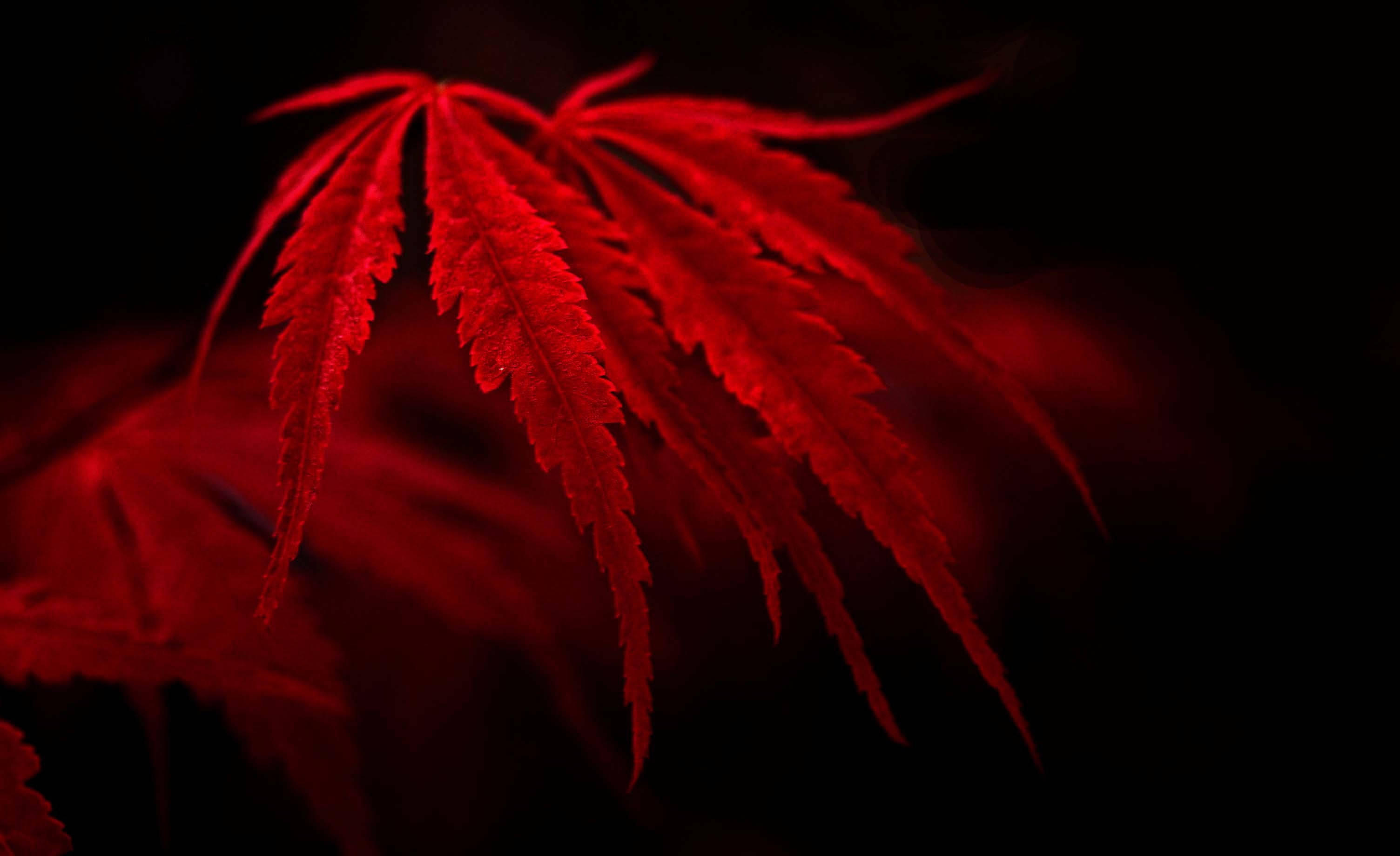 大麻 桌布 壁紙 — 鮮豔的紅色楓葉在深黑色背景上閃耀，帶有柔和的散景高光。