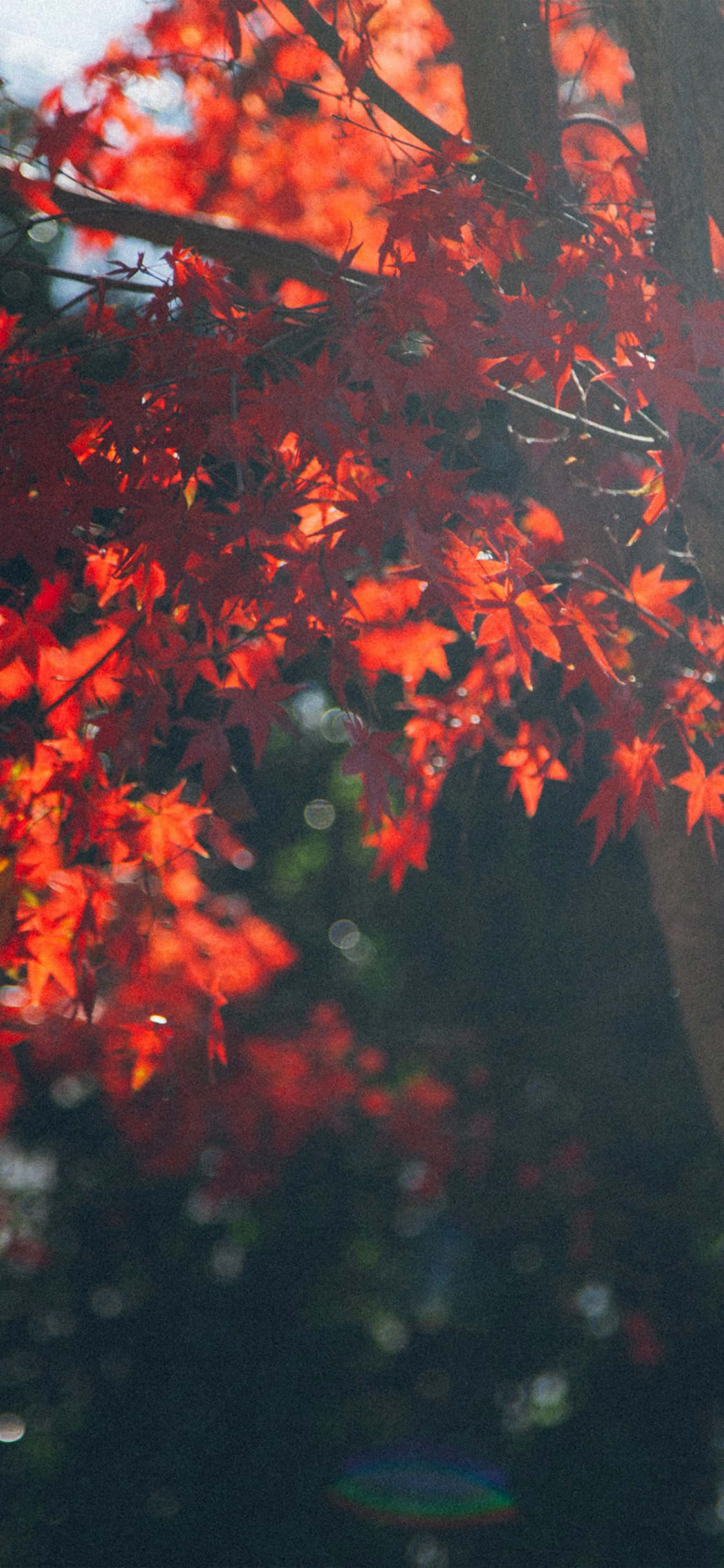 秋季 iPhone 桌布 壁紙 — 鮮豔的紅色楓葉在秋光中，襯托著深色樹枝，帶有柔和散景和鏡頭光暈，閃閃發光。