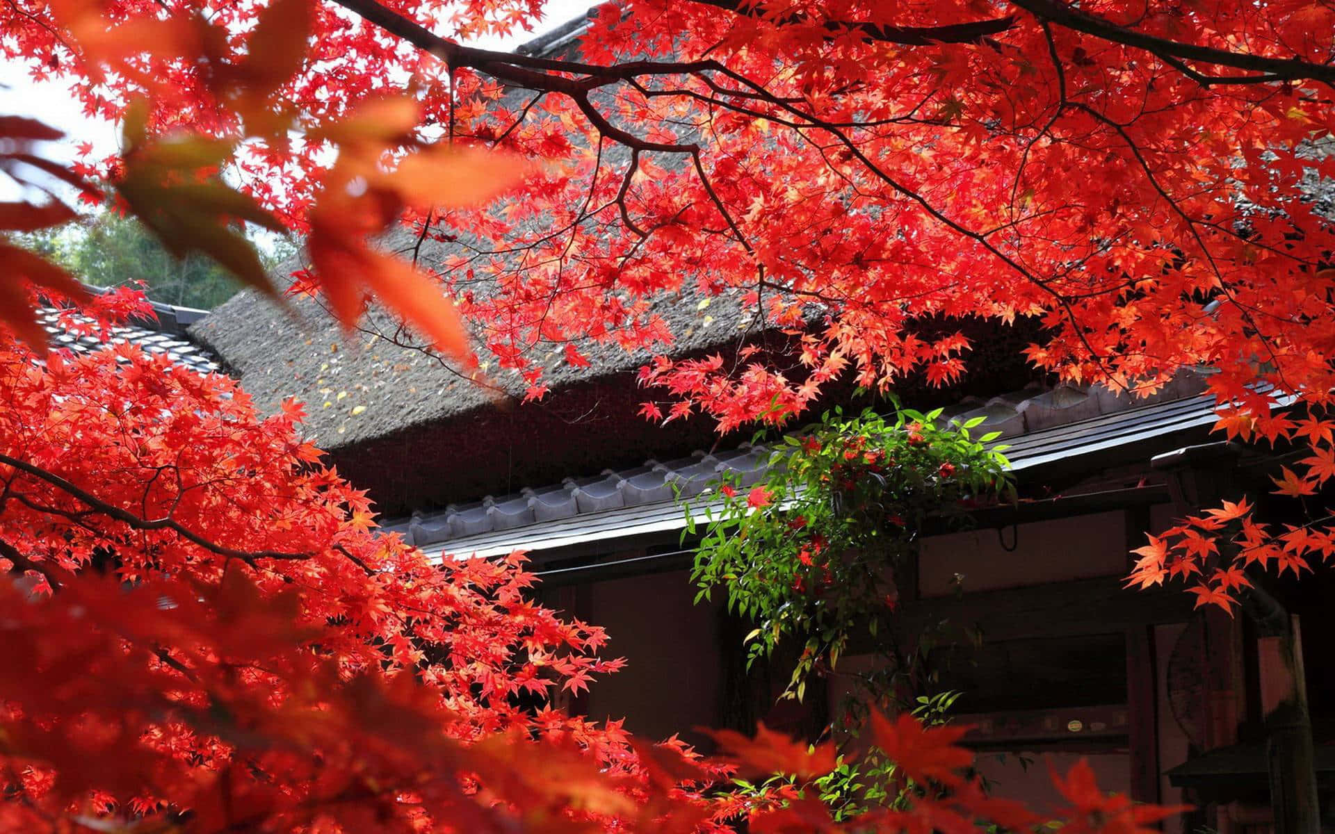 桌布 壁紙 — 鮮豔的紅色楓葉在秋天如瀑布般落在傳統的日本屋頂上，框出寧靜的寺廟入口。