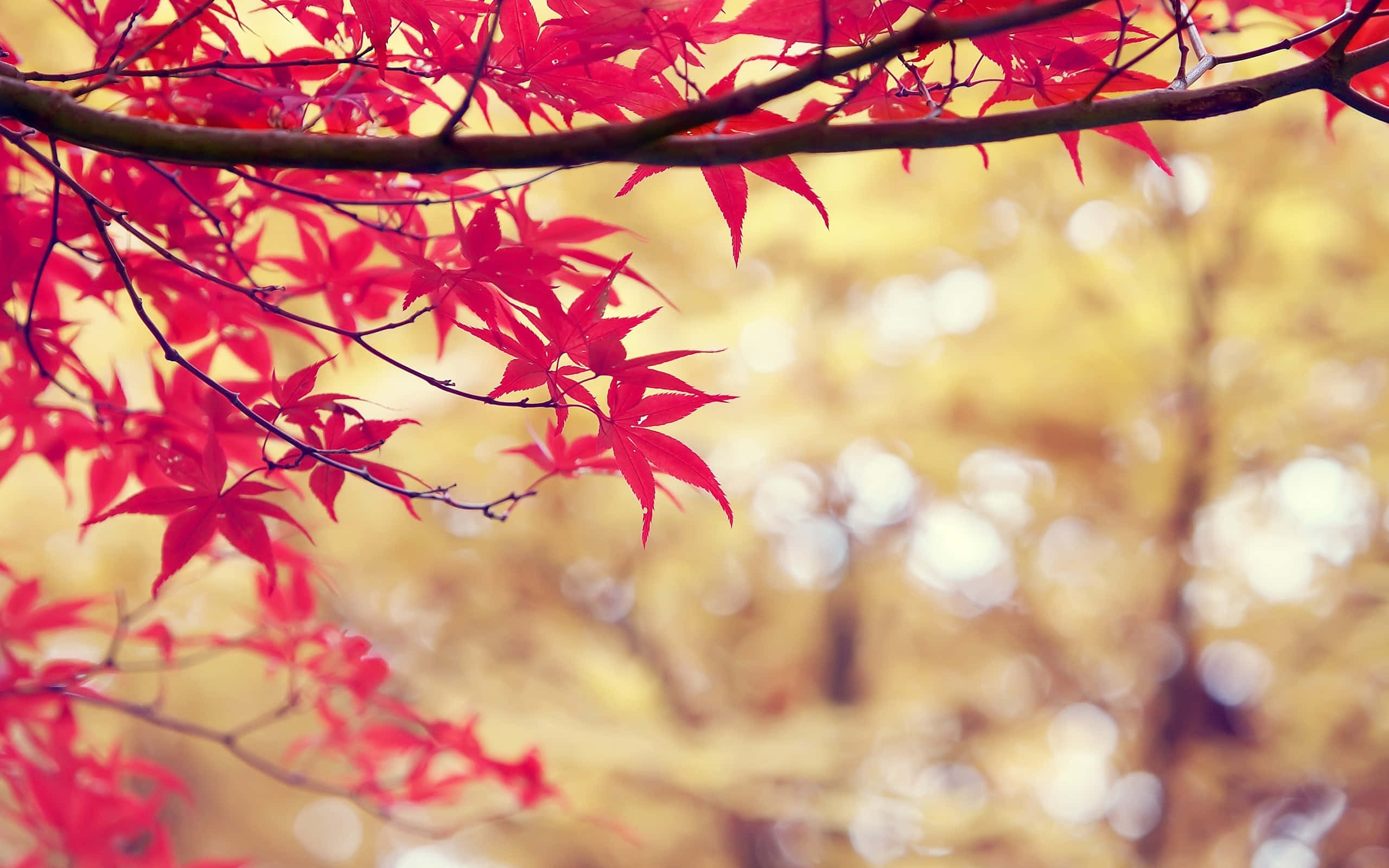 trees 桌布 壁紙 — 鮮豔的紅色楓葉在秋天柔和的金色散景背景下優雅地懸掛著。
