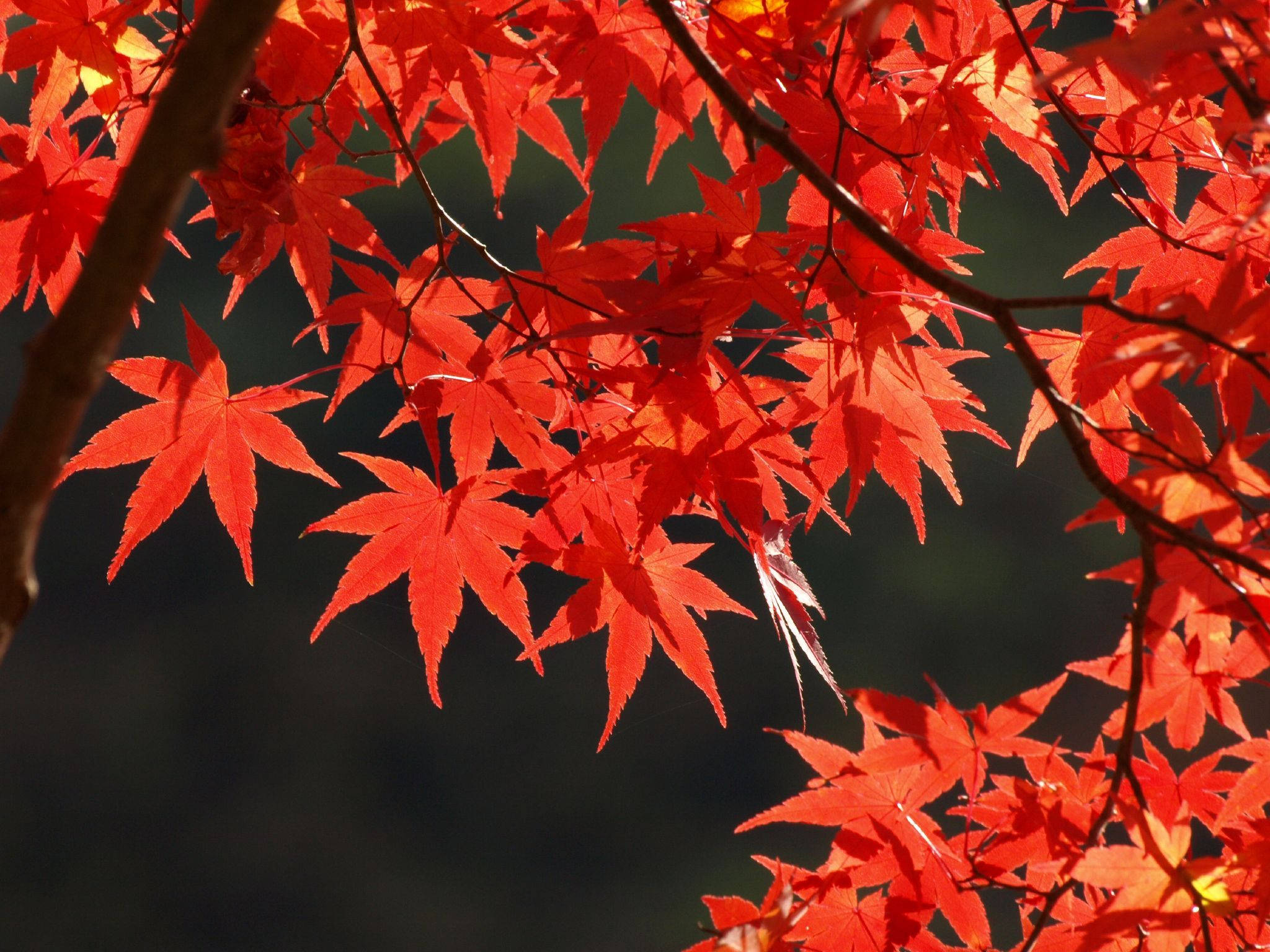Leafs 桌布 壁紙 — 鮮豔的紅色楓葉在陽光下閃耀，背景為深色模糊。