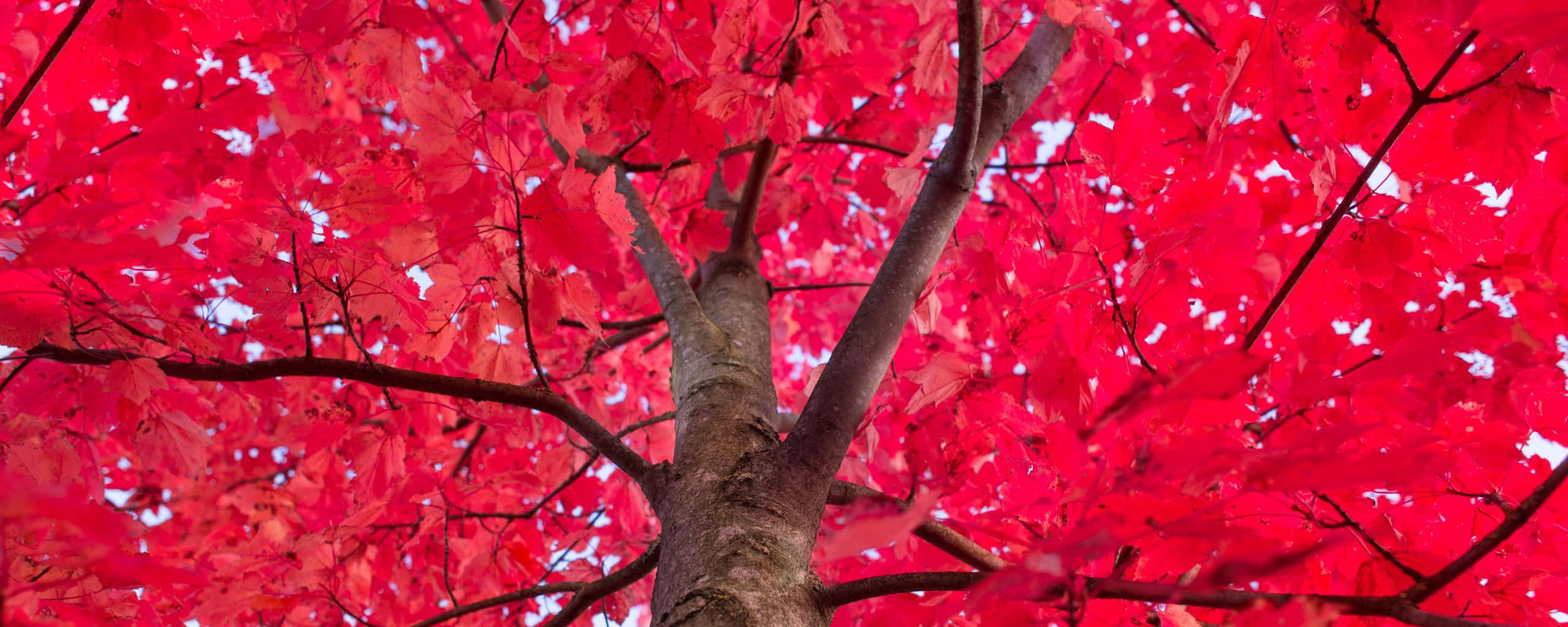 Maple 桌布 壁紙 — 鮮豔的紅色楓葉在頭頂形成茂密的樹冠，樹枝間露出藍天的景象。
