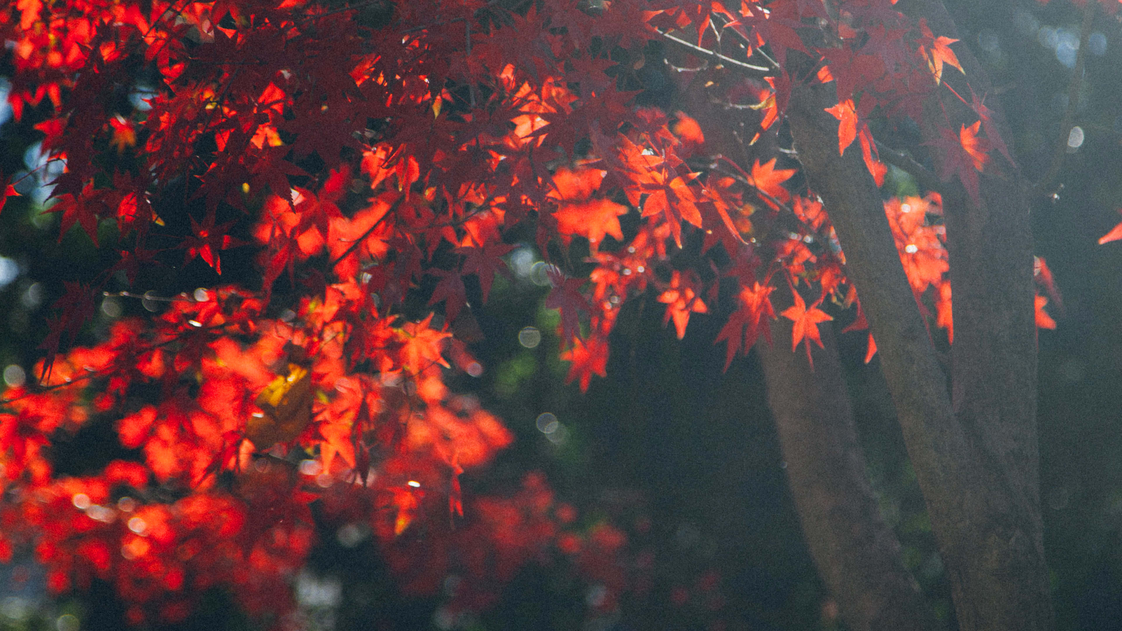 秋季桌面 桌布 壁紙 — 鮮豔的紅色楓葉在黑暗模糊的森林背景下發出背光輝光。