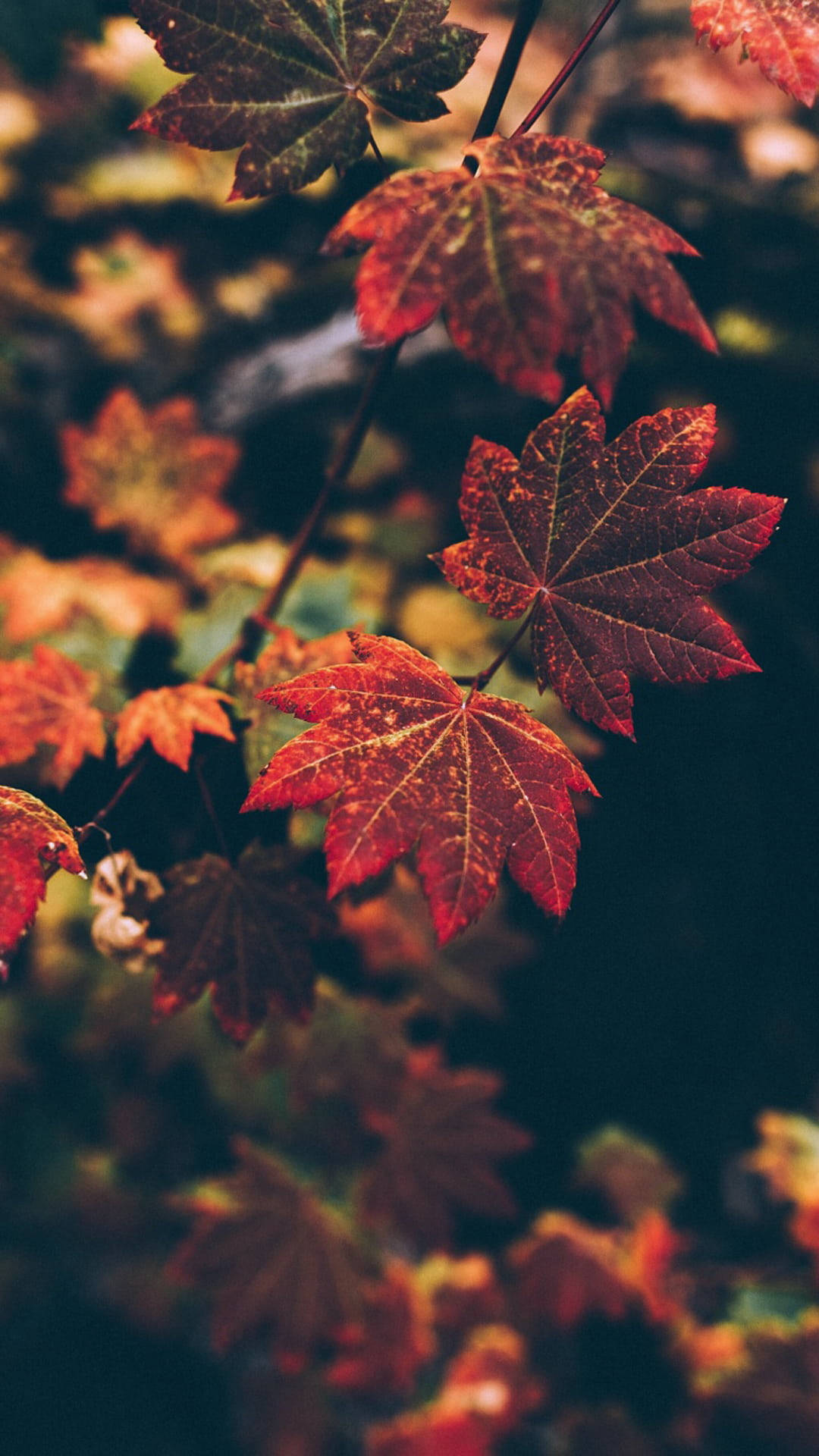 Leaves 桌布 壁紙 — 鮮豔的紅色楓葉帶有金色葉脈，在模糊的秋日森林背景下柔和發光。