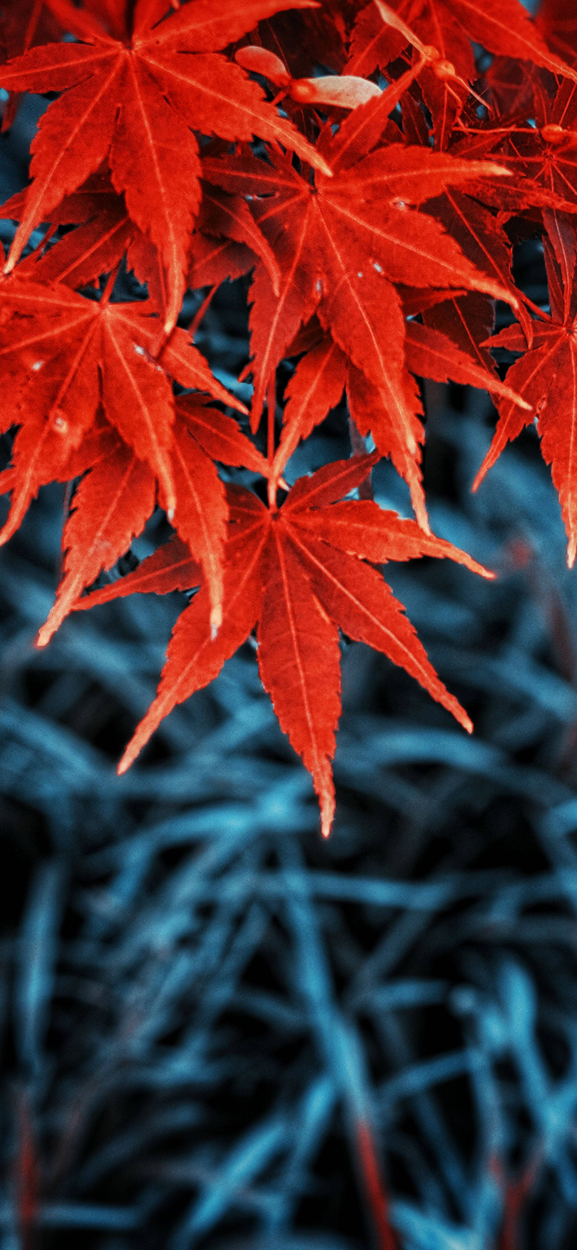 Leaves 桌布 壁紙 — 鮮豔的紅色楓葉帶有露珠，懸掛在模糊的藍色草地背景上。