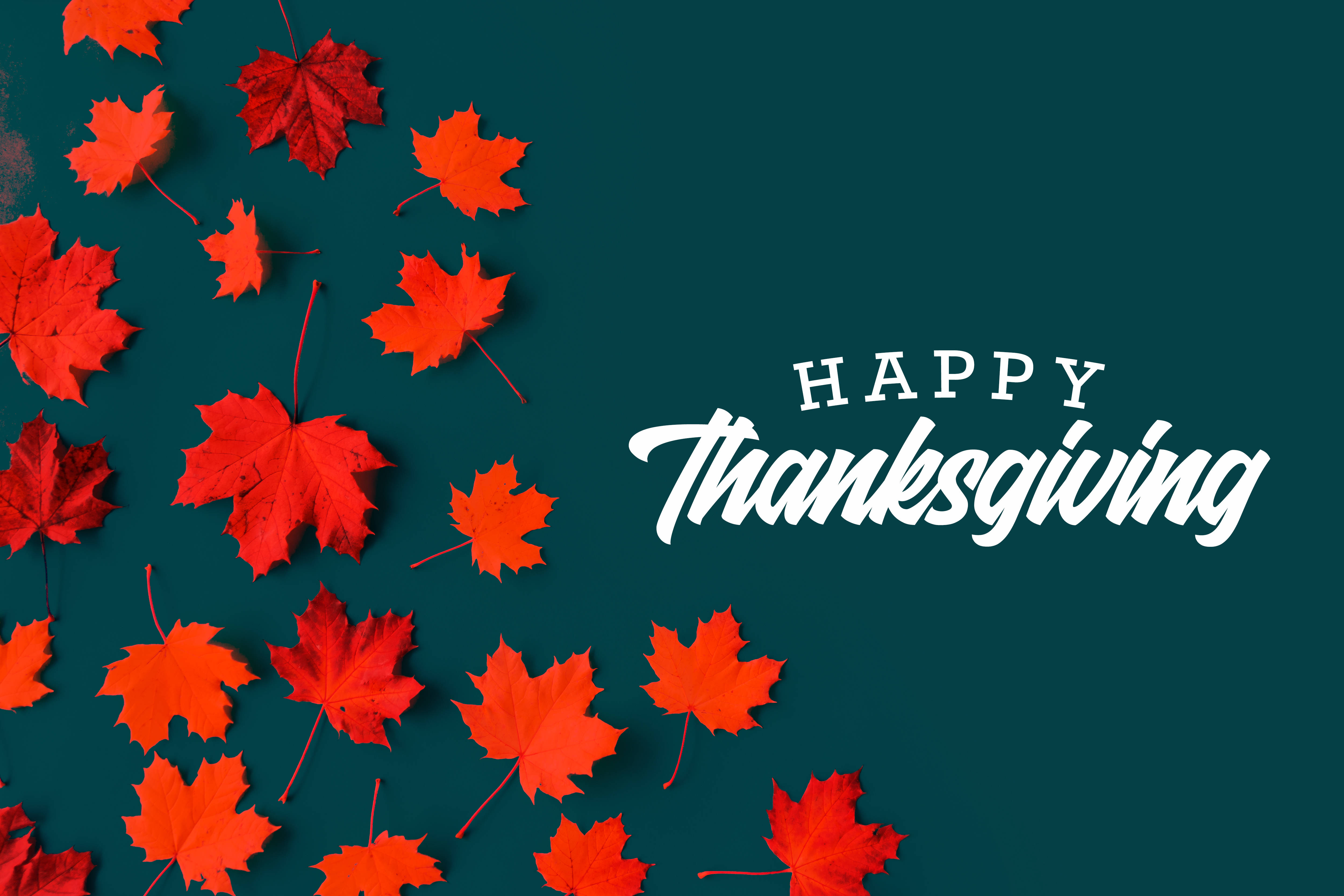 Thanksgiving Day 桌布 壁紙 — 鮮豔的紅色楓葉散落在深青綠色背景上，搭配優雅的白色「Happy Thanksgiving」文字。