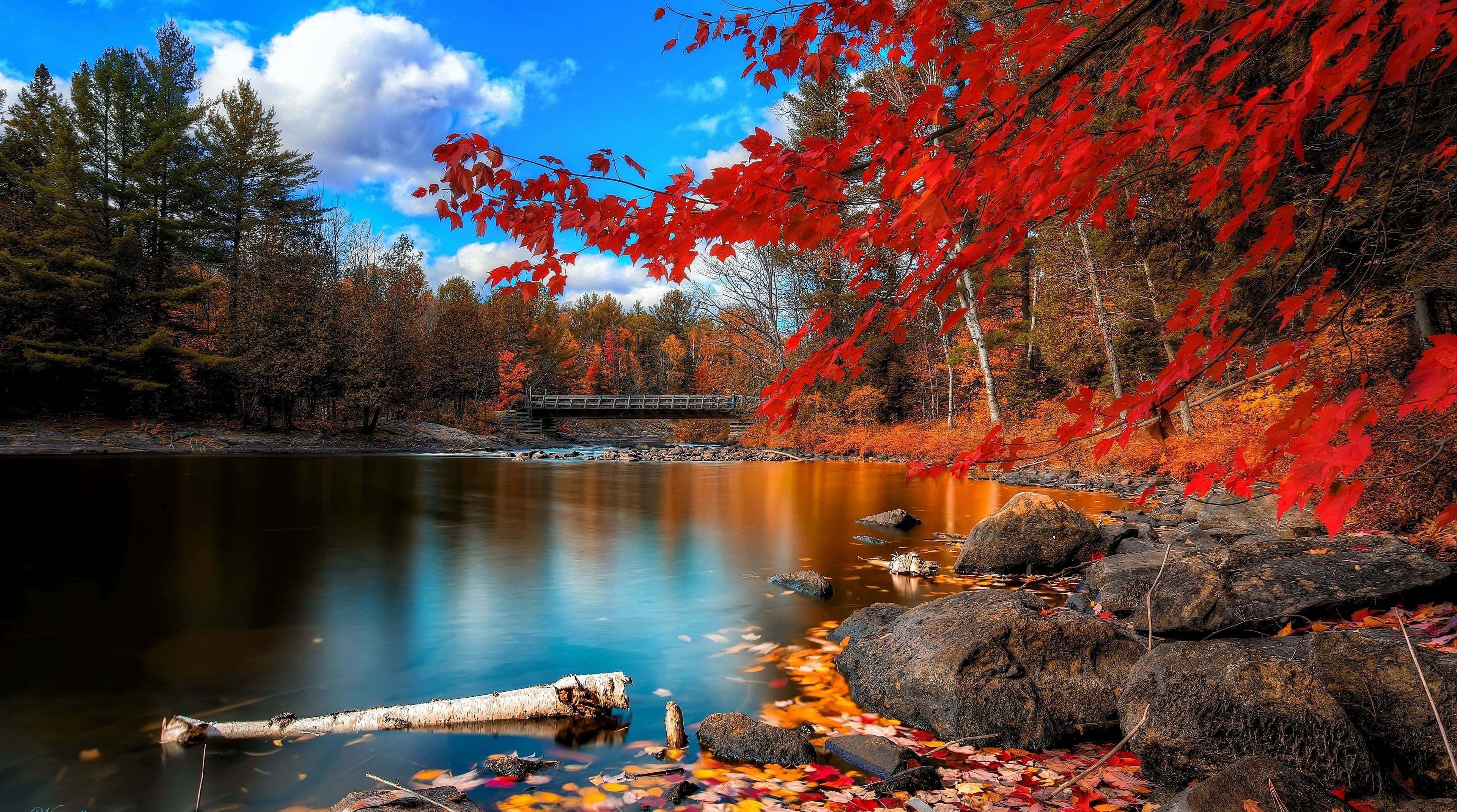Lake 桌布 壁紙 — 鮮豔的紅色楓葉框住一條平靜的河流，倒映著藍天、蓬鬆的雲朵和遠處的橋樑。