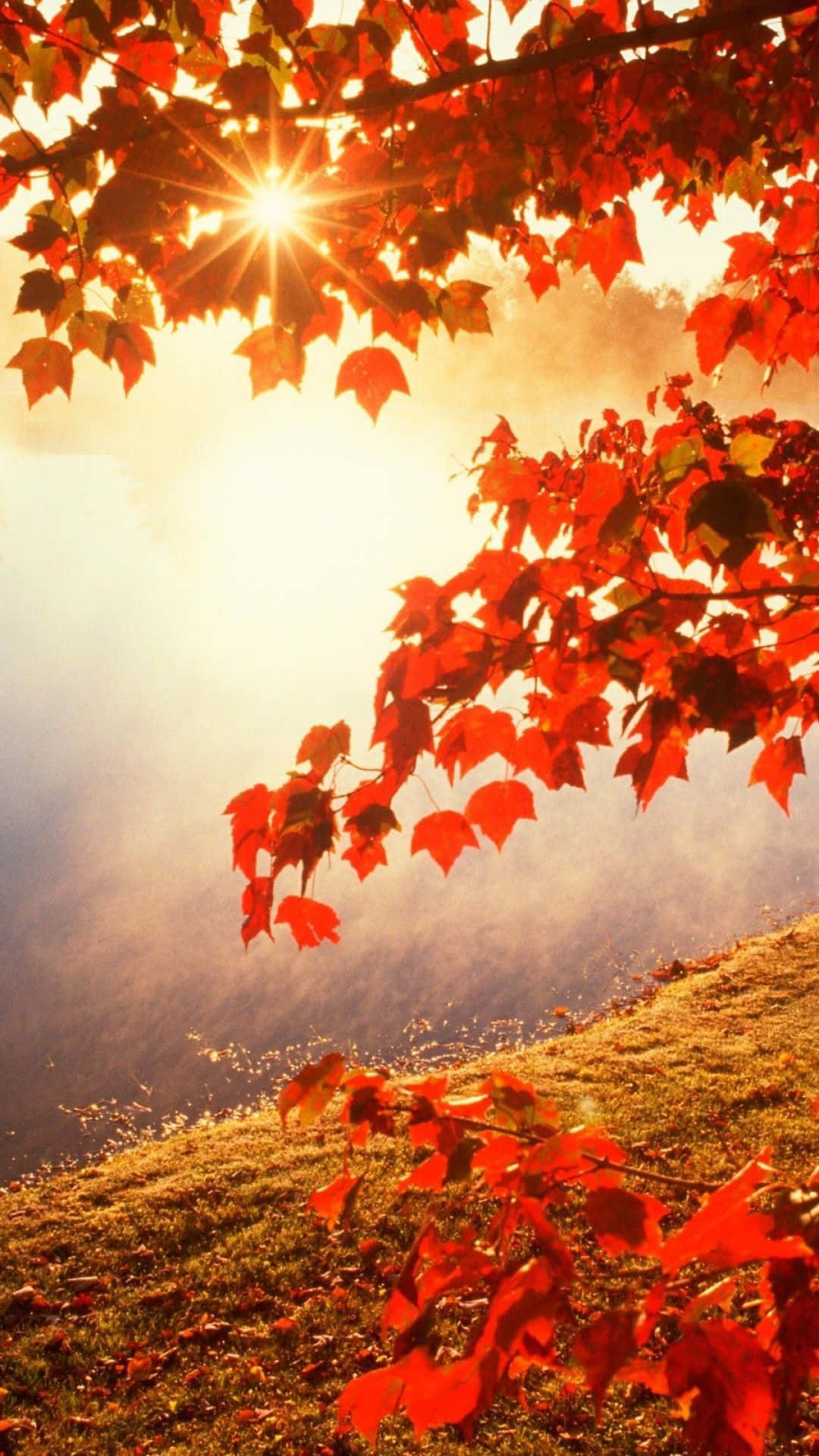 Beautiful Fall iPhone 桌布 壁紙 — 鮮豔的紅色楓葉框住一輪穿過薄霧、照耀在草地山坡上的發光太陽。