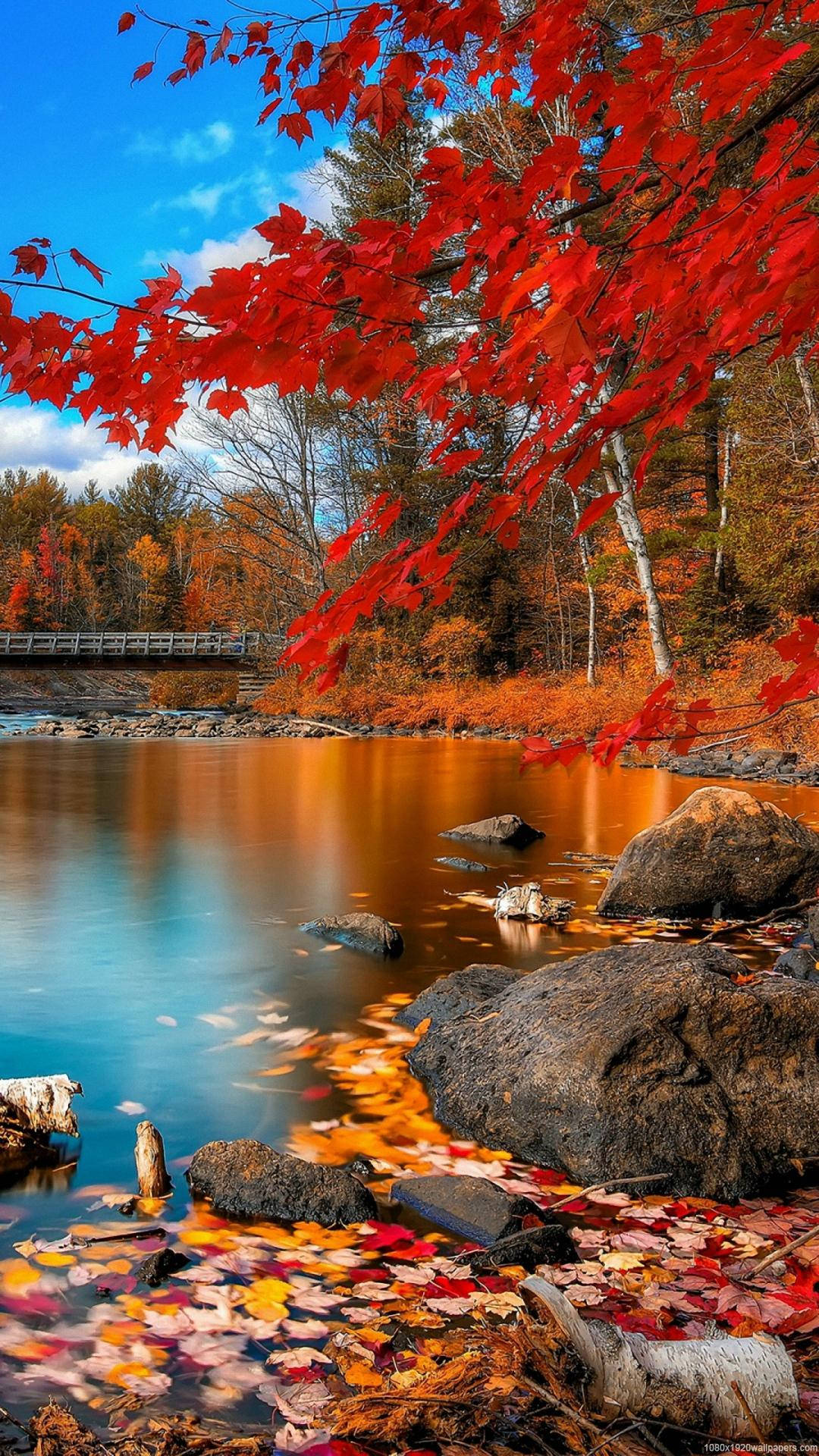 Nature iPhone 桌布 壁紙 — 鮮豔的紅色楓葉框住了一個寧靜的秋日湖泊，倒映著橙色的樹葉和藍天白雲。