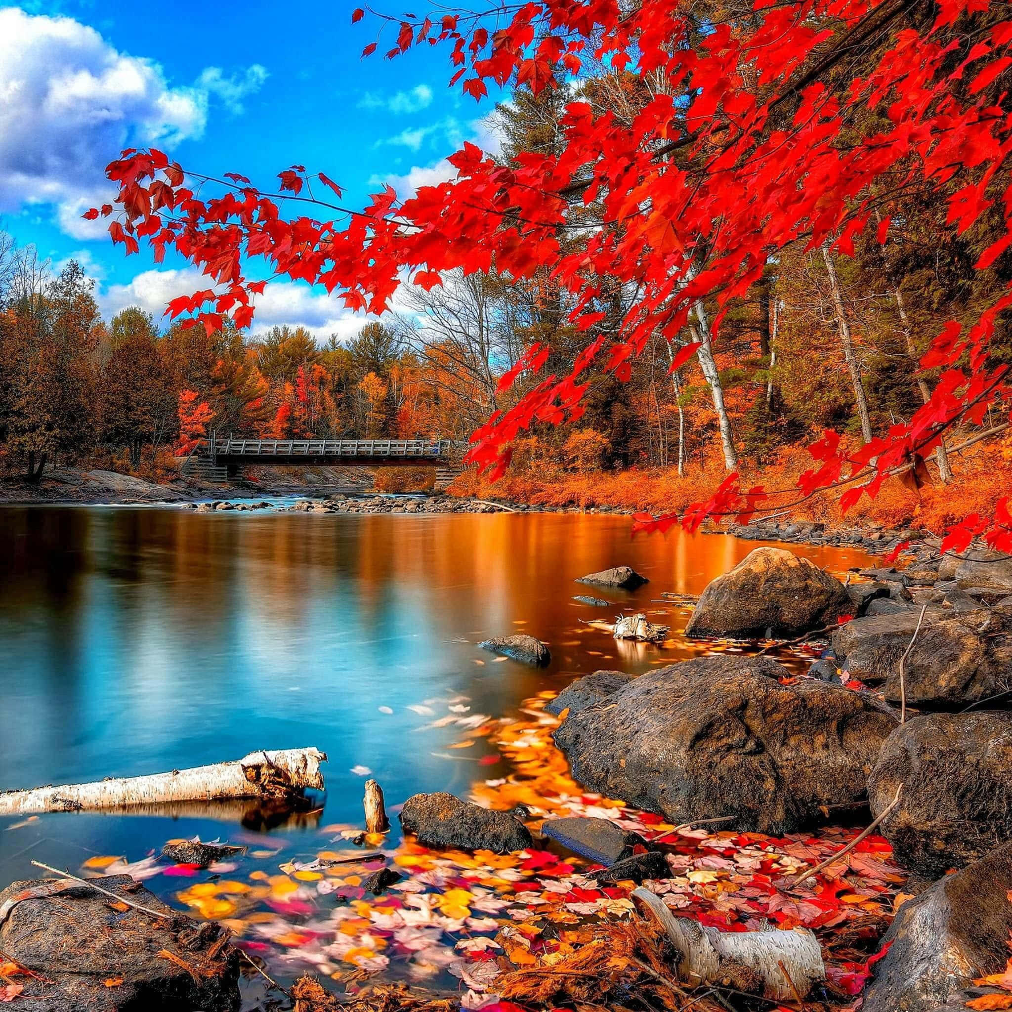 Nature Scenes 桌布 壁紙 — 鮮豔的紅色楓葉框住了一個寧靜的秋日湖泊，倒映著木橋和色彩繽紛的森林，在明亮的藍天下。