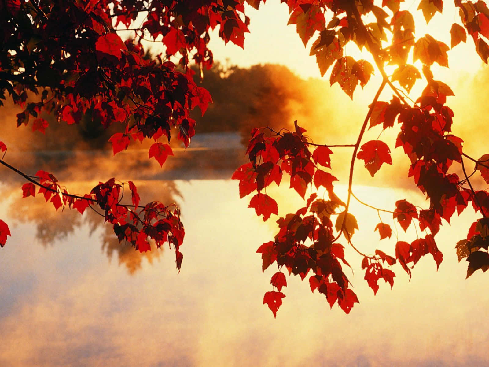 Tumblr Autumn Desktop 桌布 壁紙 — 鮮豔的紅色楓葉框住了一個霧氣瀰漫的湖泊，在金色日出時投下溫暖的倒影。
